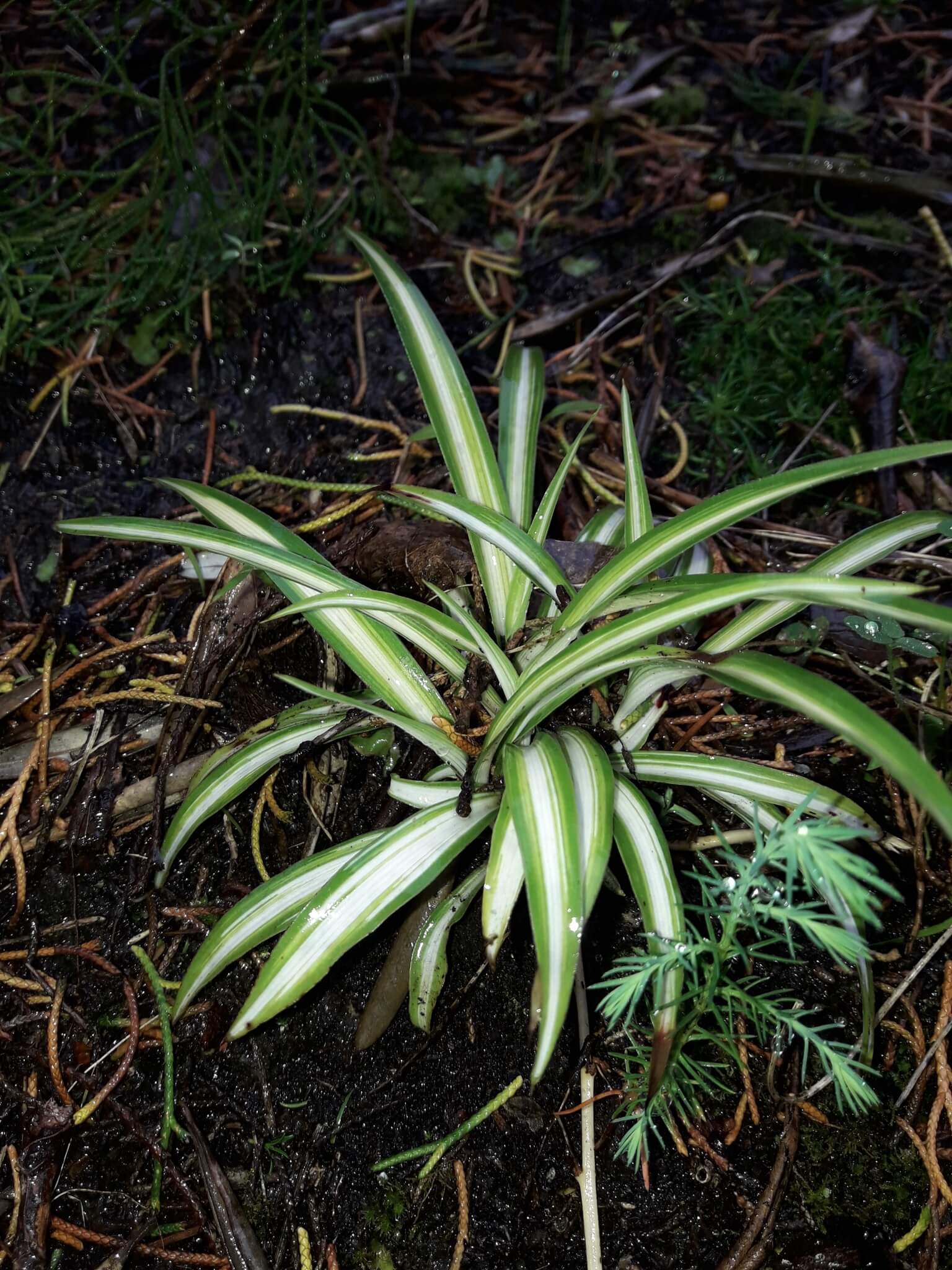 Spider Plant image