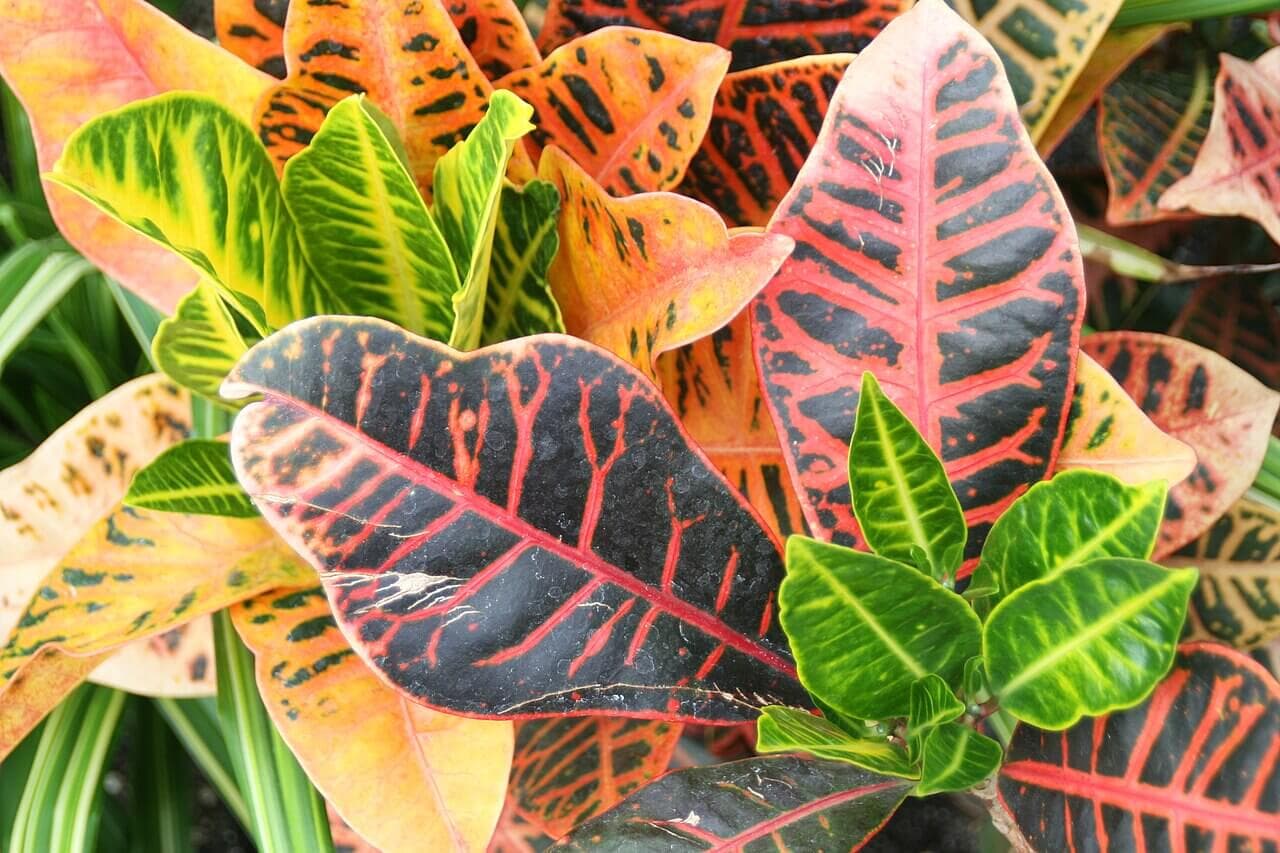 Croton image