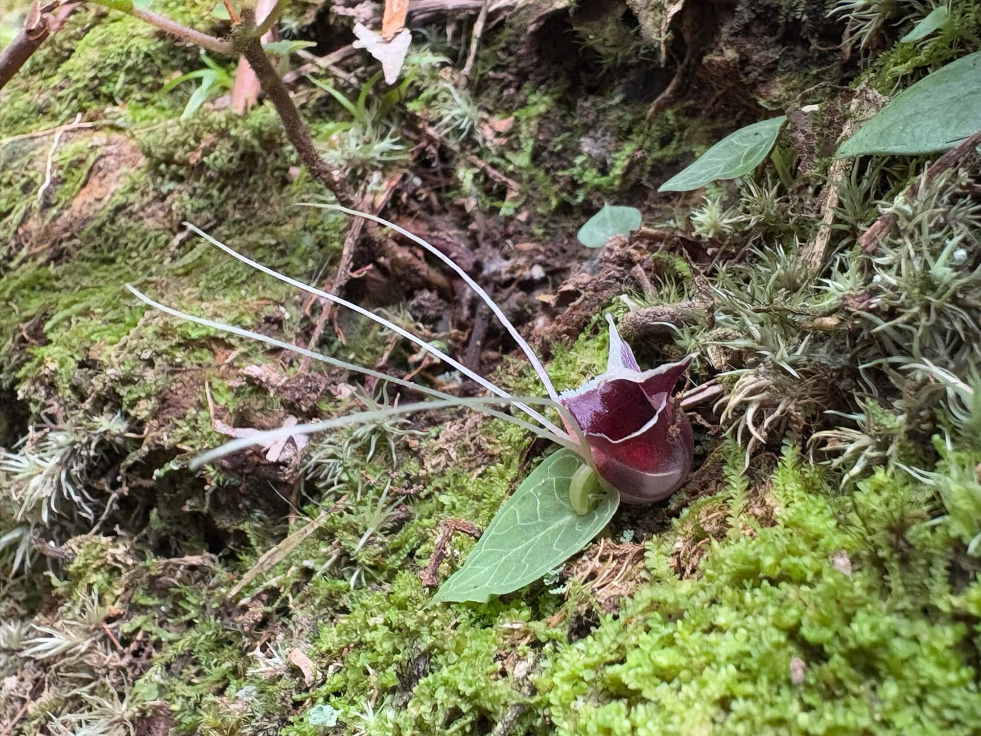 Painted Corybas image