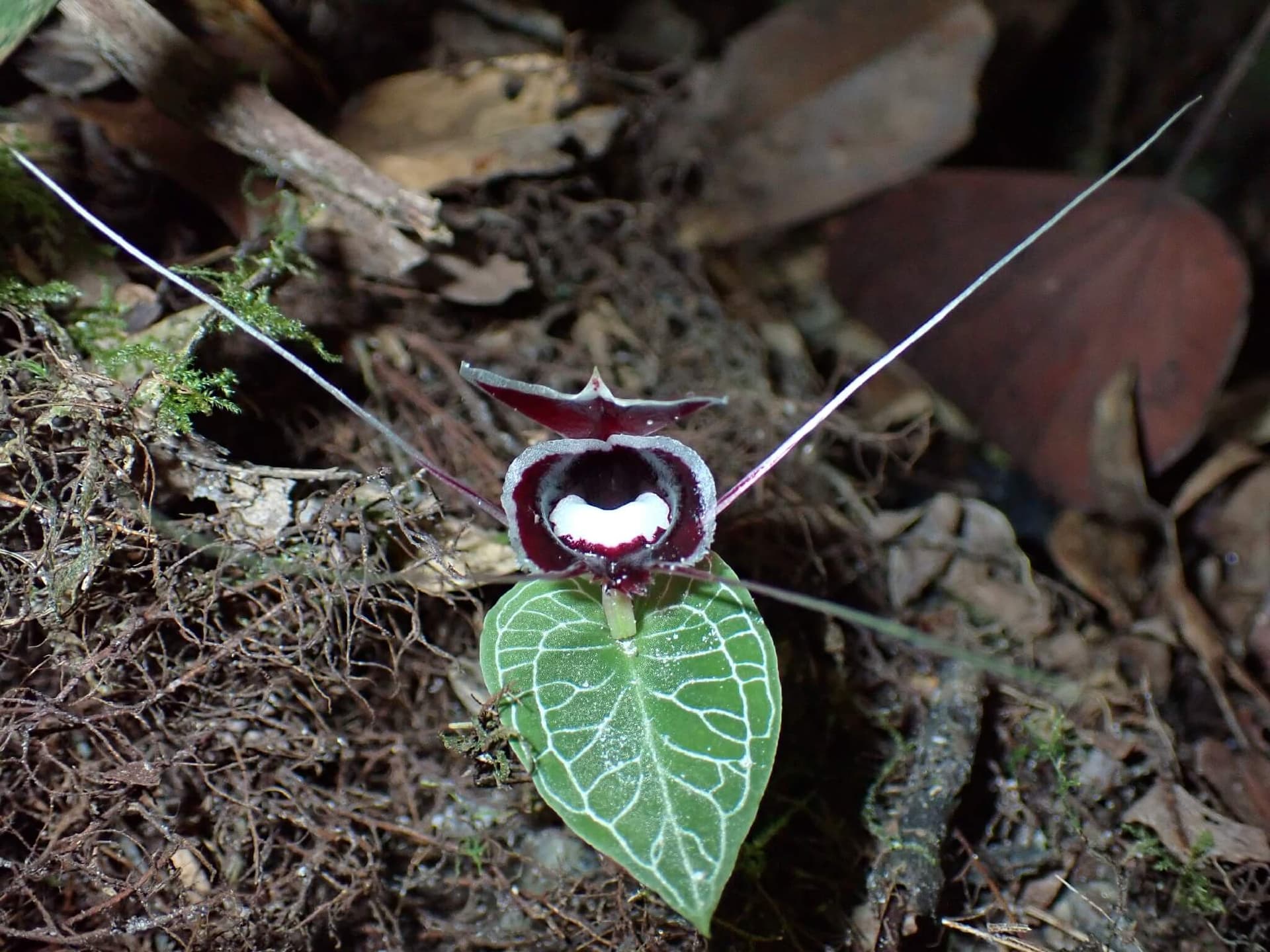 Painted Corybas image