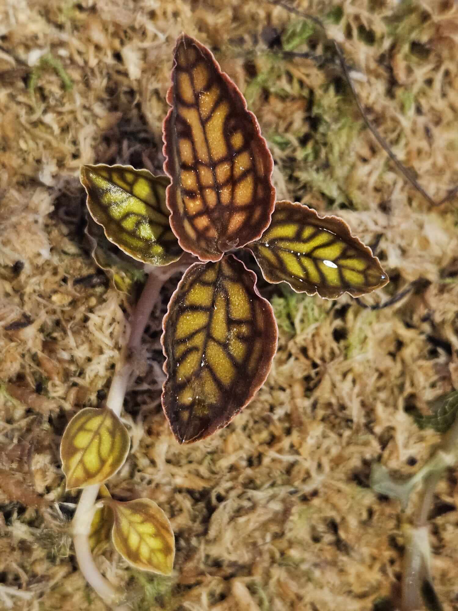 Thin-lipped Jewel Orchid image