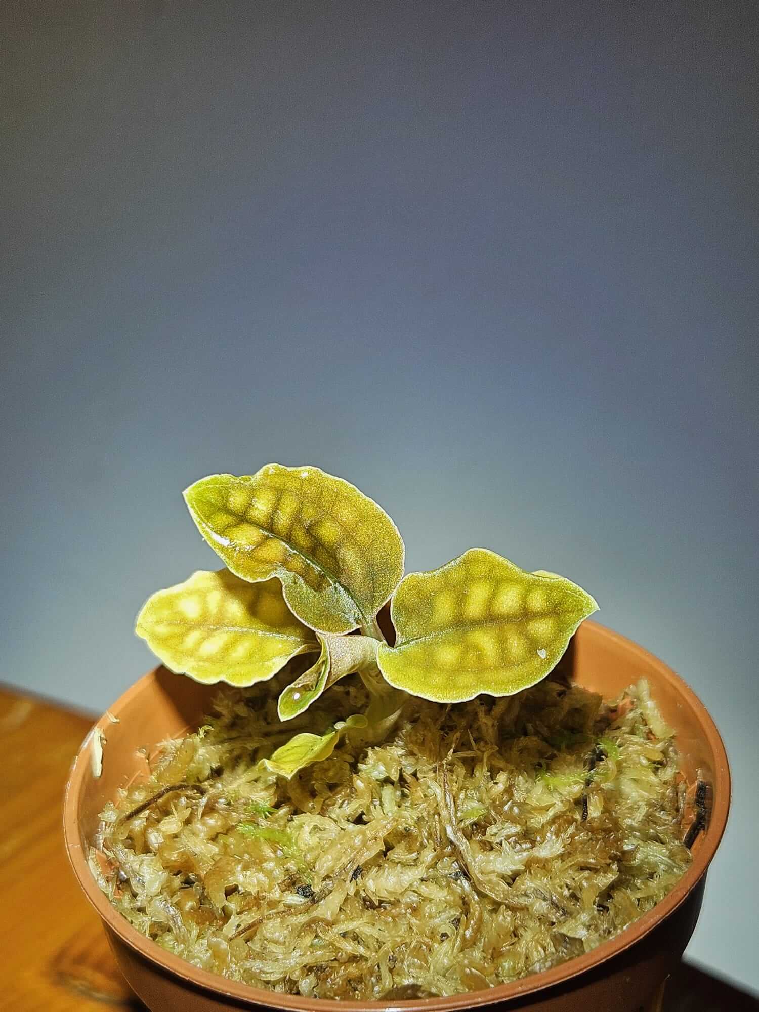 Variegated Leaf Jewel Orchid image