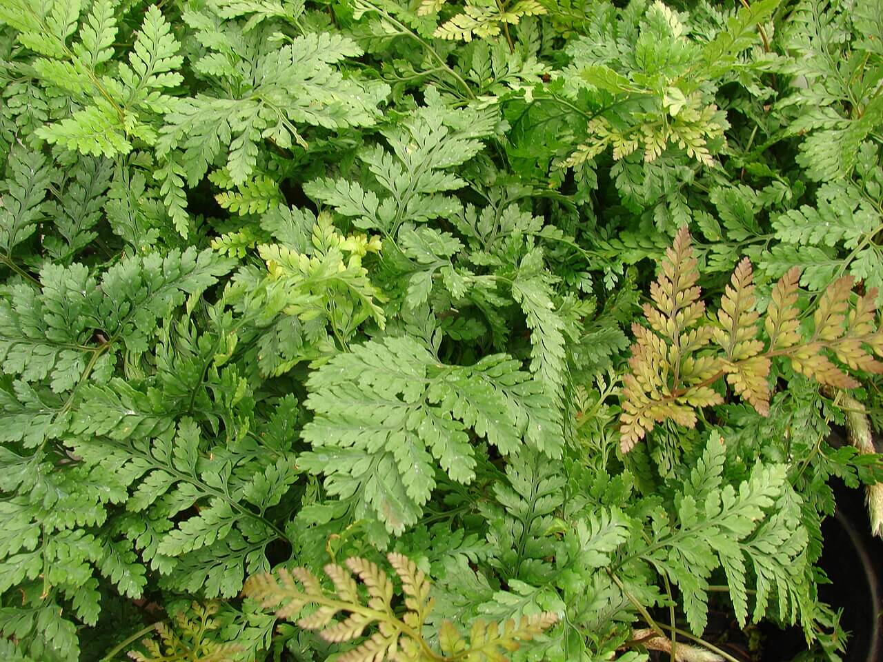 White Rabbit's Foot Fern image