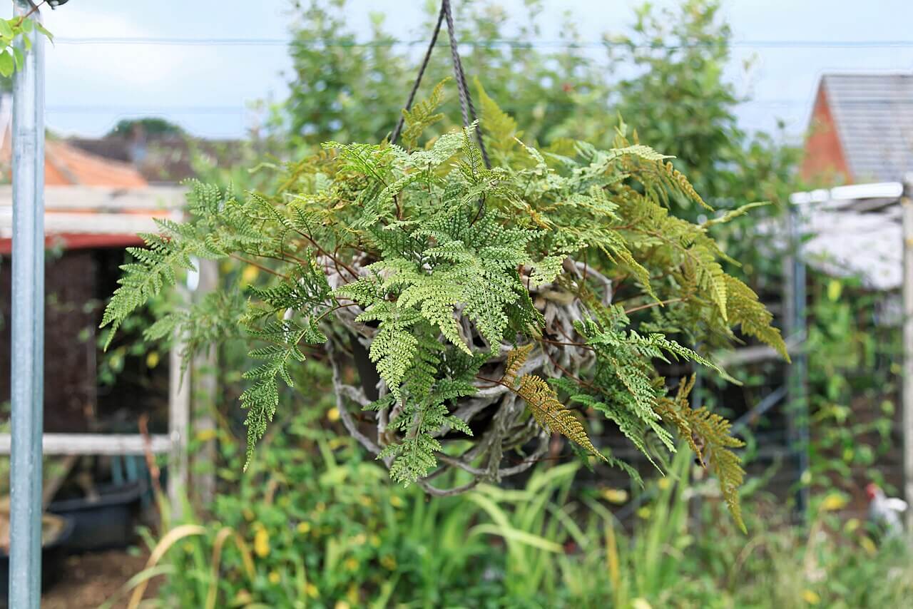 White Rabbit's Foot Fern image