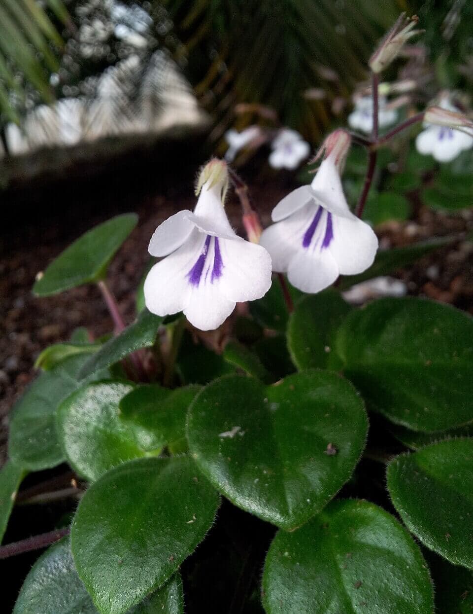 Vietnamese Violet image