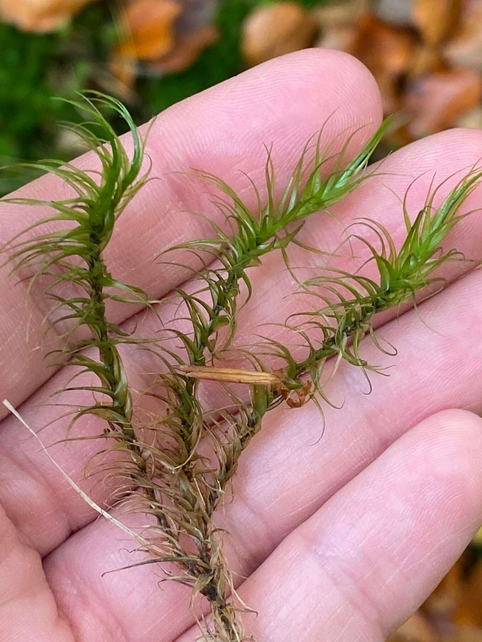 Greater Fork-moss image