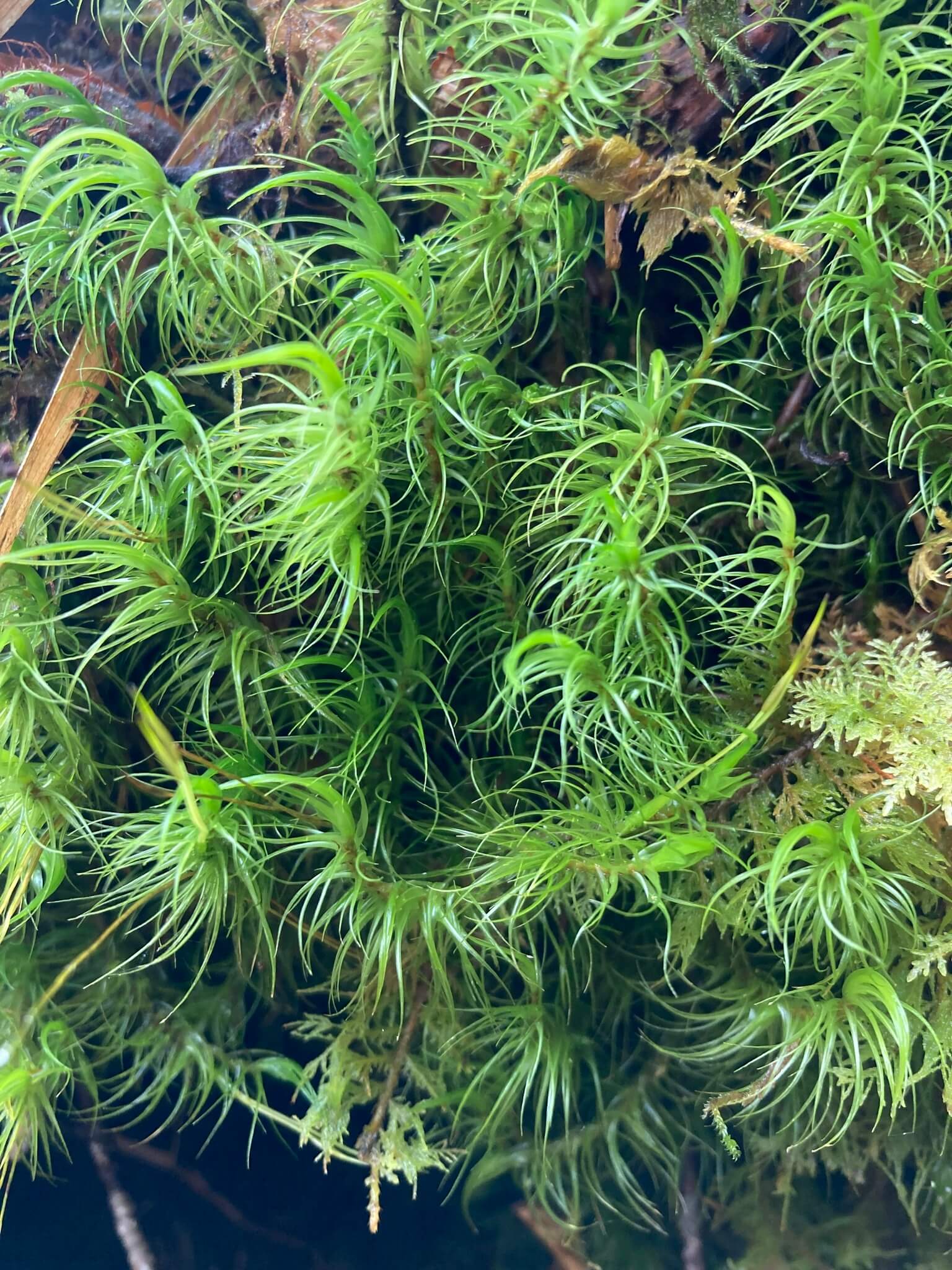 Greater Fork-moss image