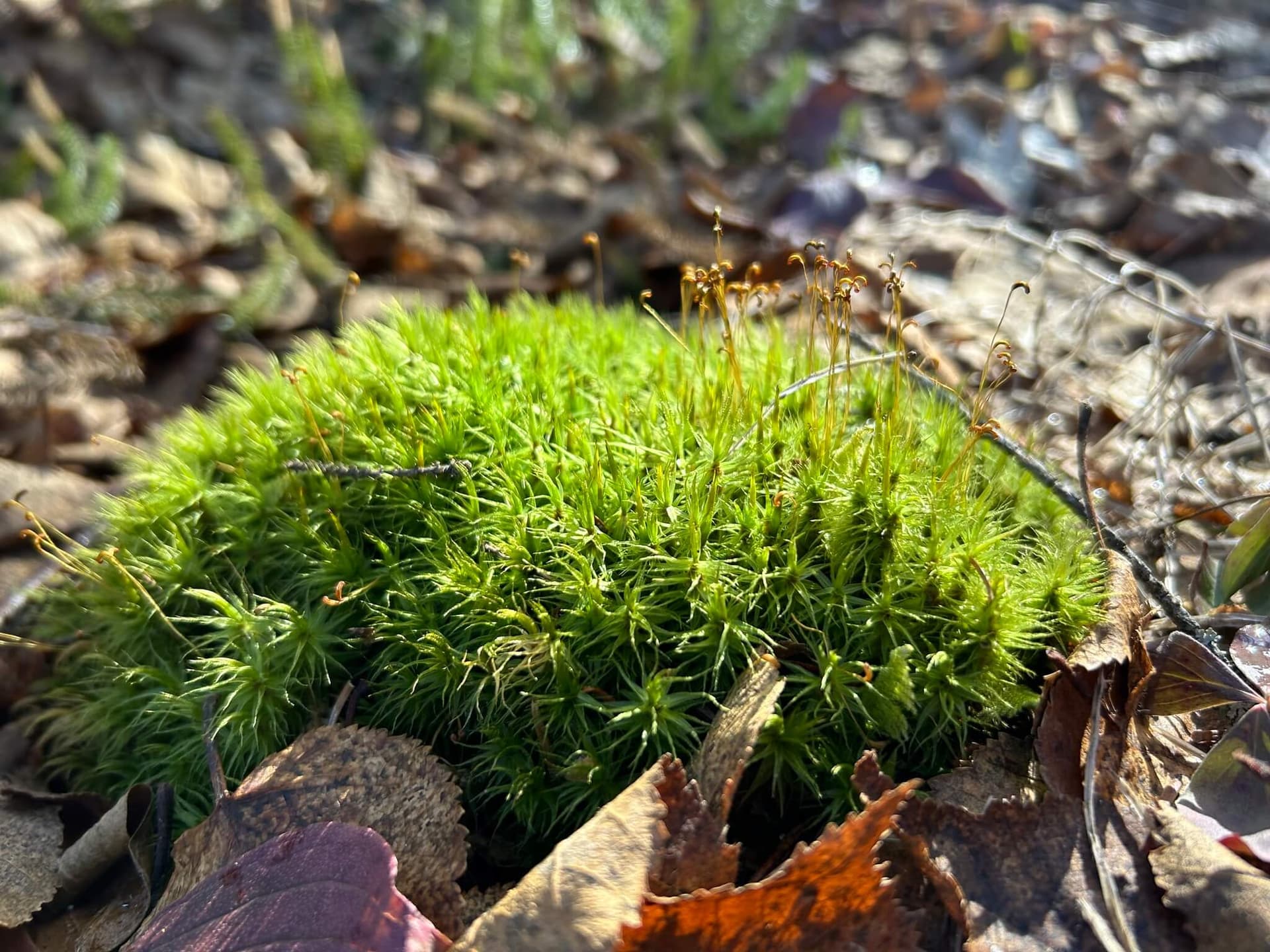 Rugose Fork-moss image