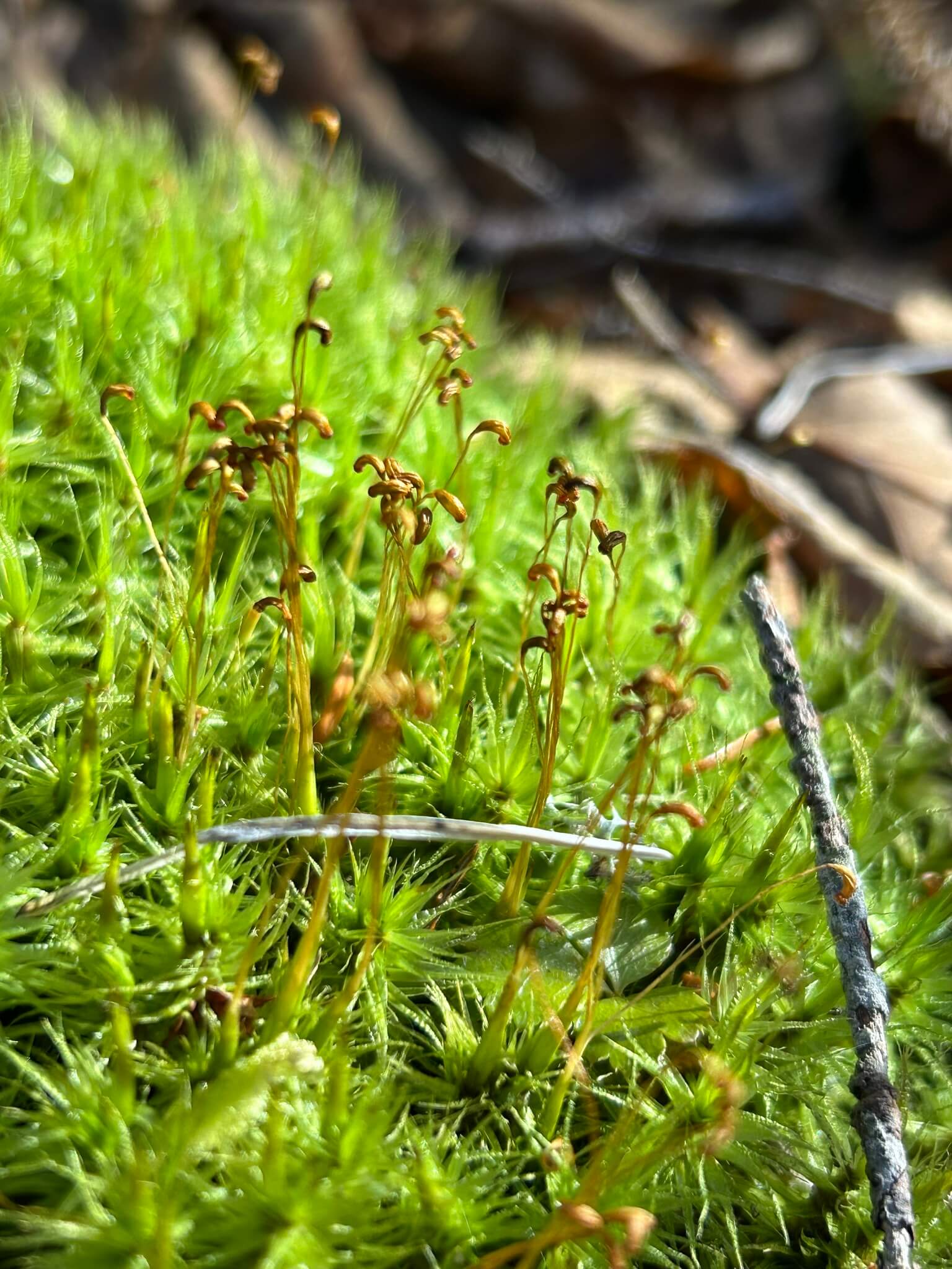 Rugose Fork-moss image
