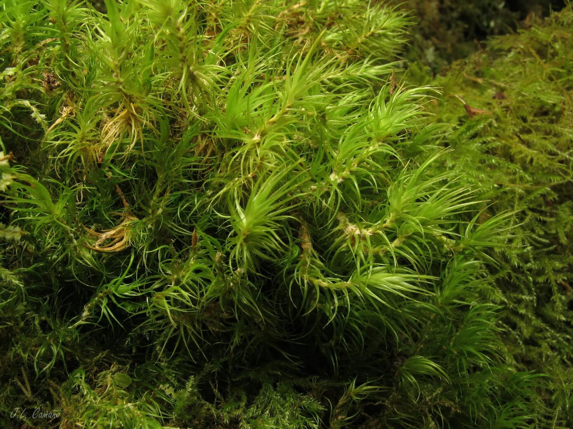 Mood Moss image