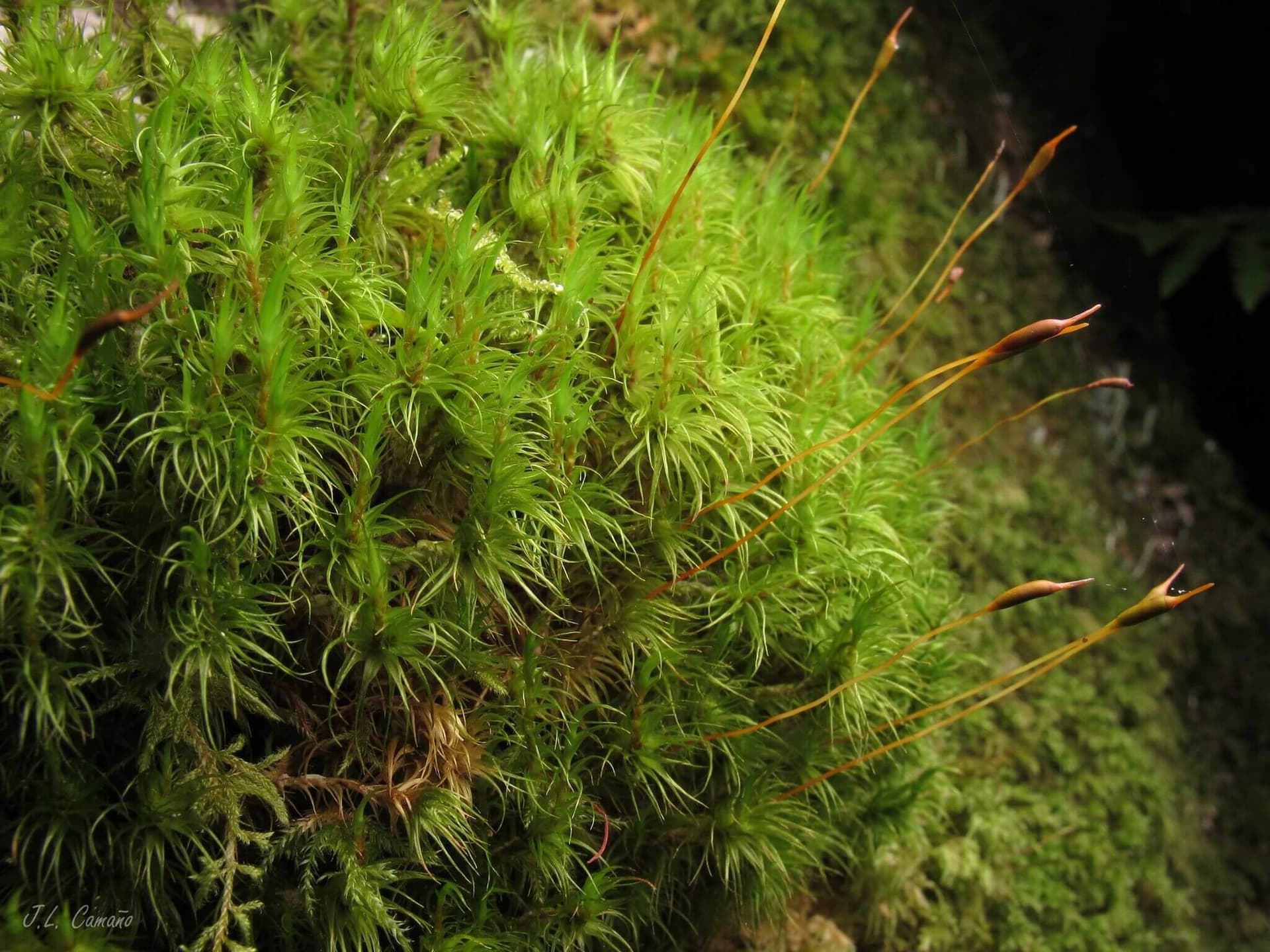 Mood Moss image