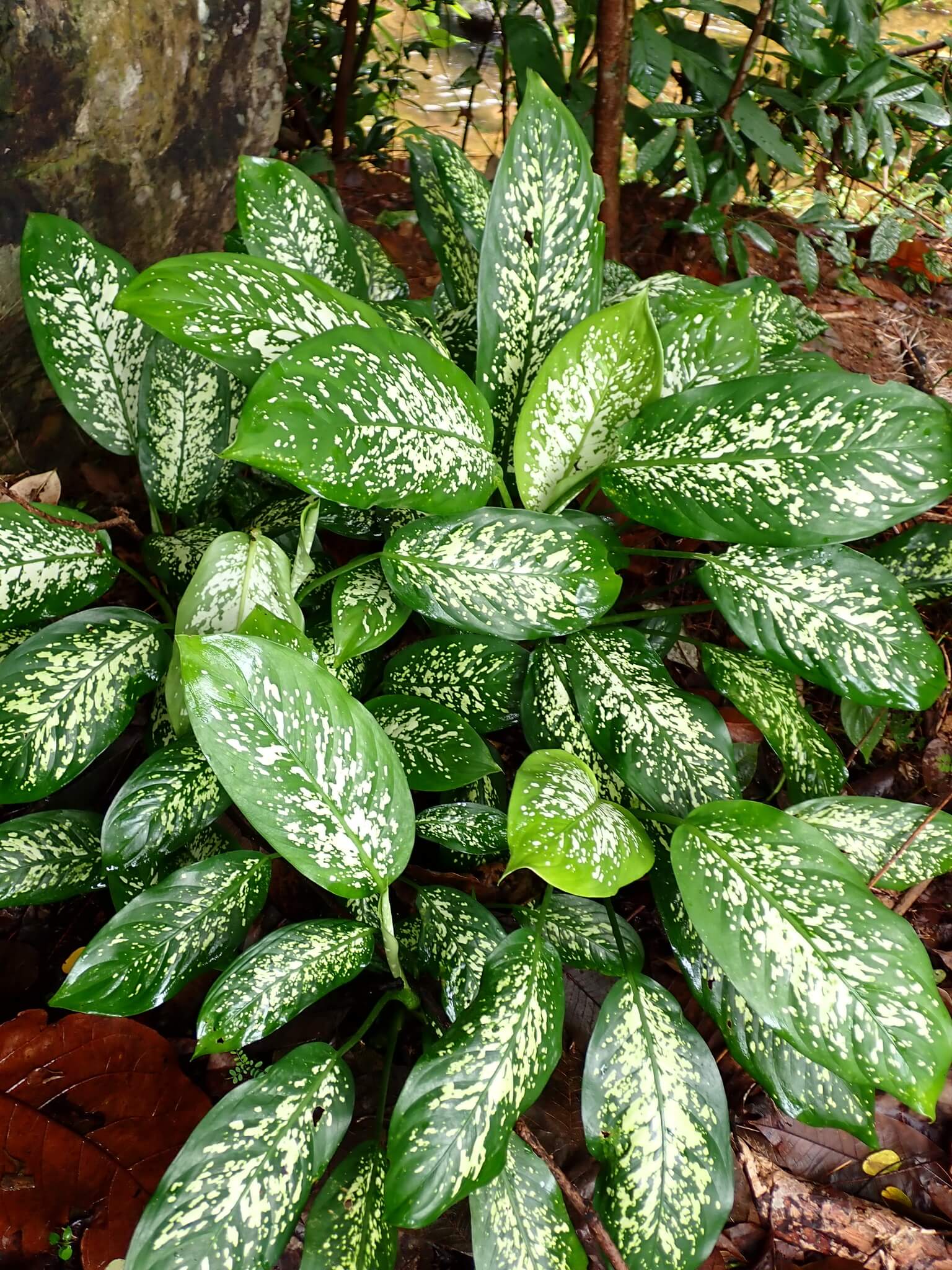 Dumbcane image