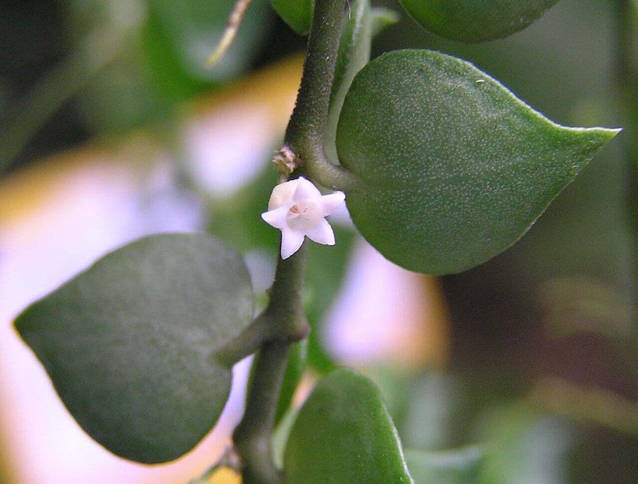 Million Hearts Plant image