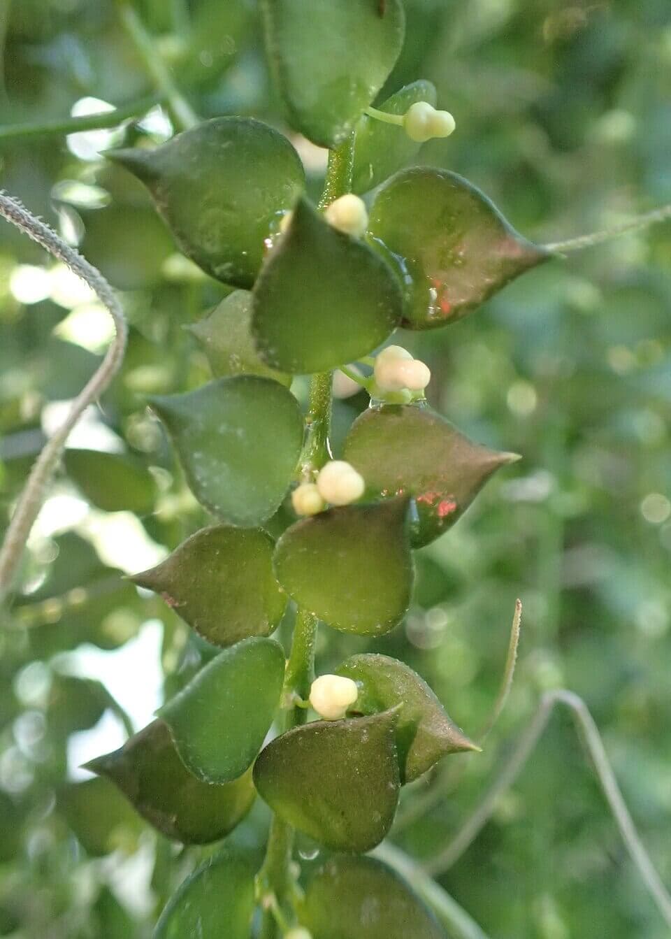 Million Hearts Plant image