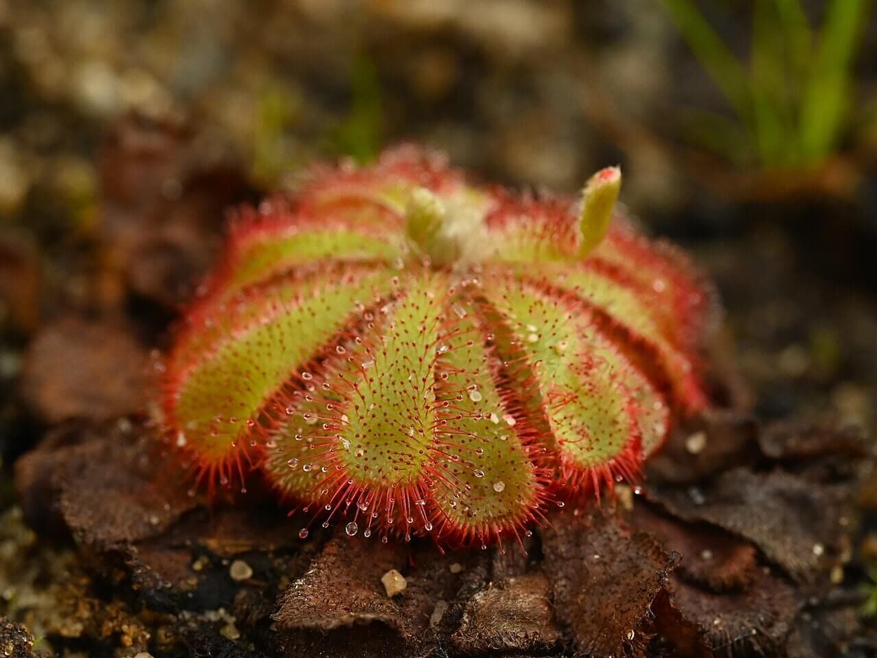 Alice's Sundew image