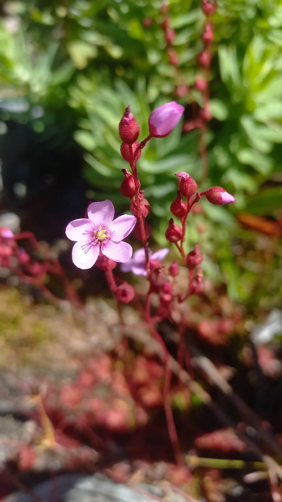 Alice's Sundew image