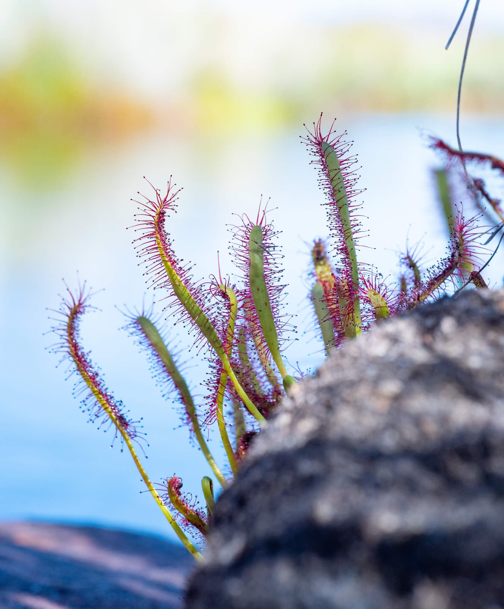 Cape Sundew image