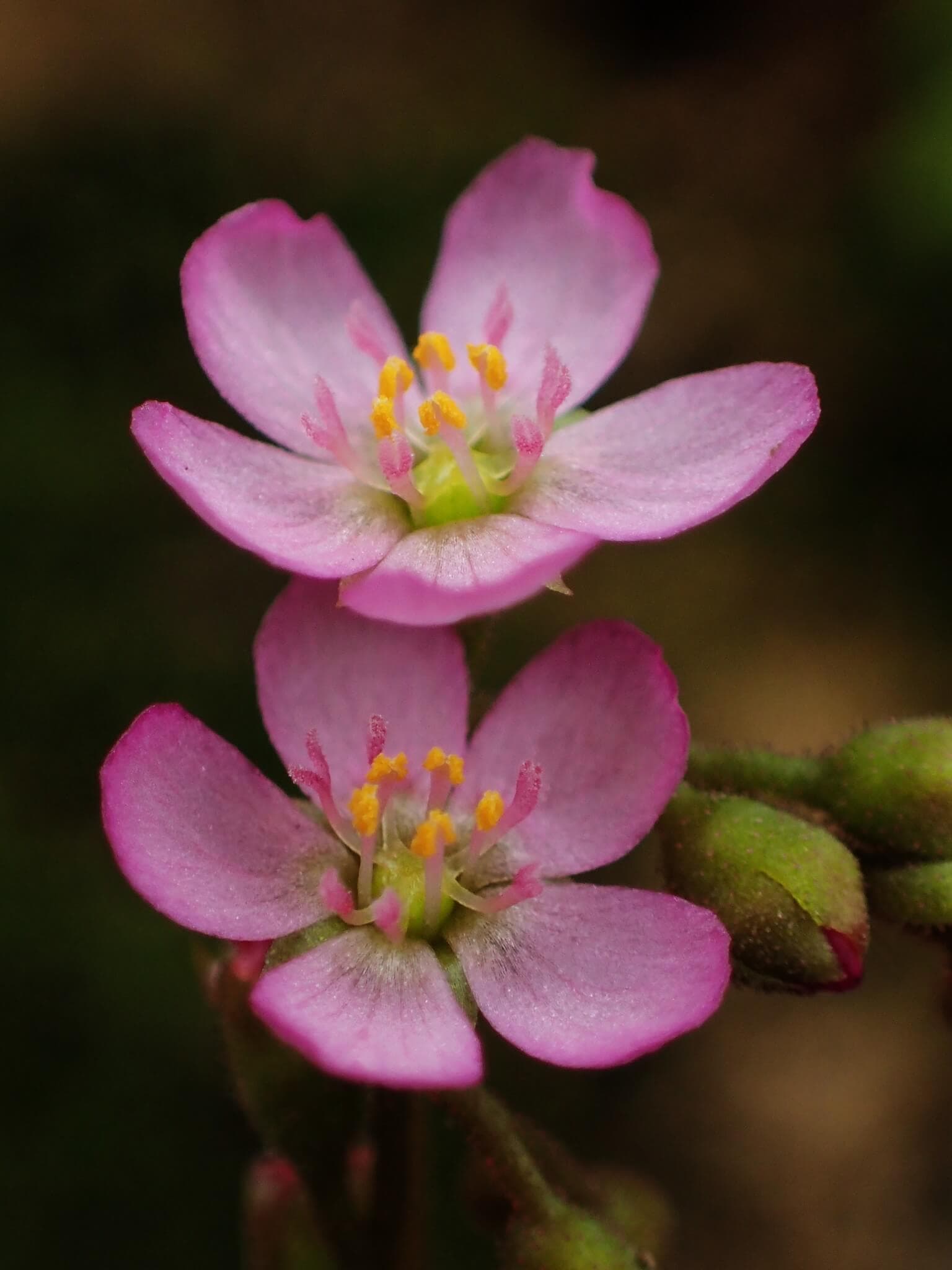 Spoon-leaved Sundew image