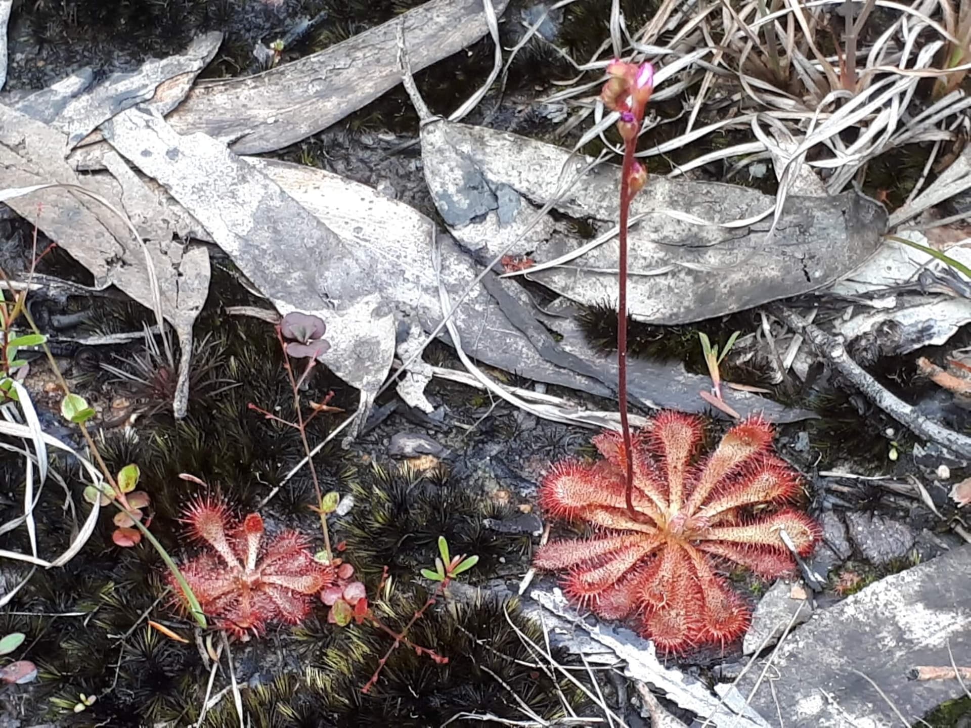 Spoon-leaved Sundew image