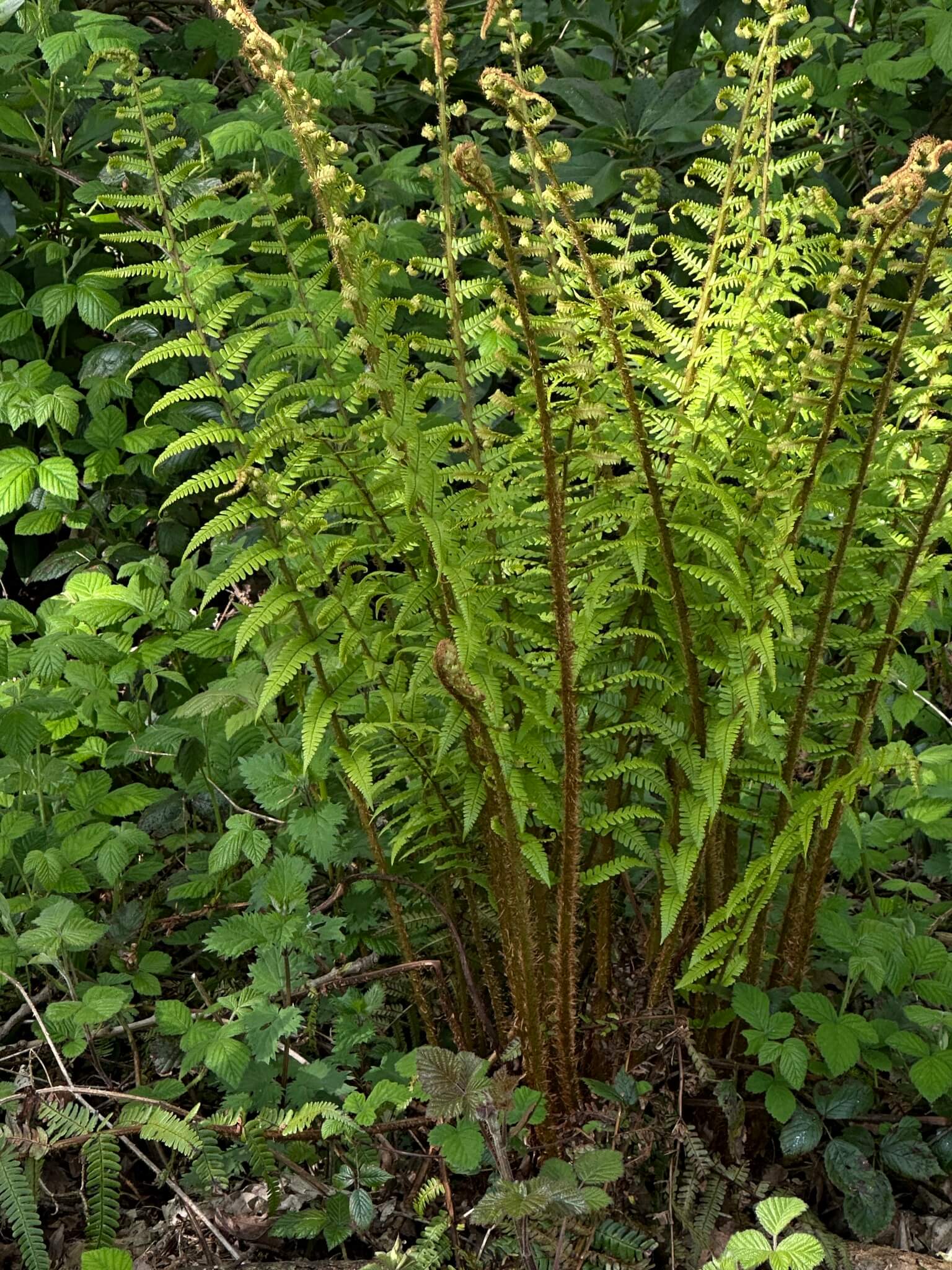 Golden Male Fern image