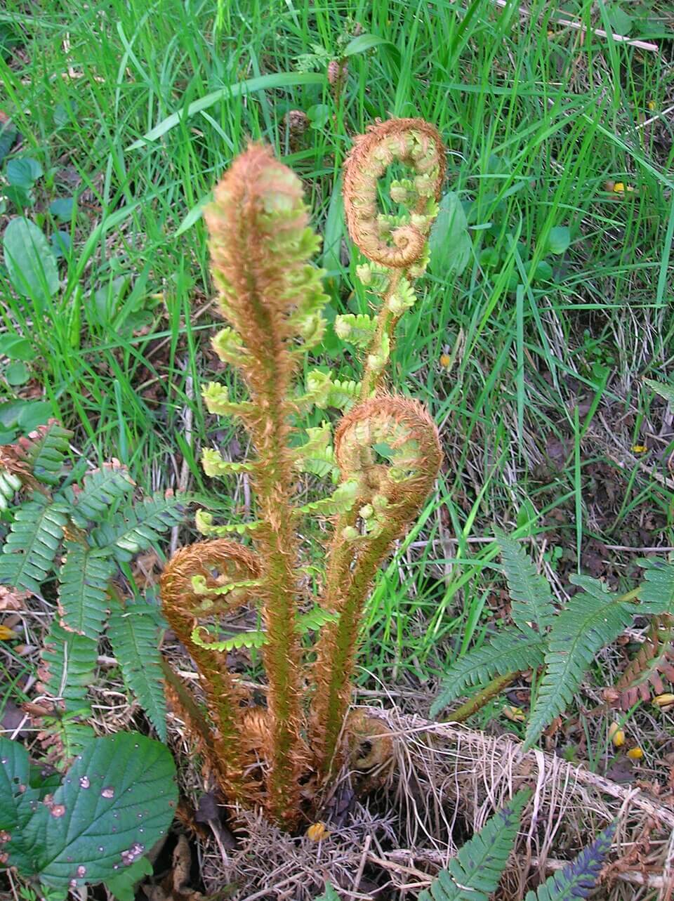 Golden Male Fern image