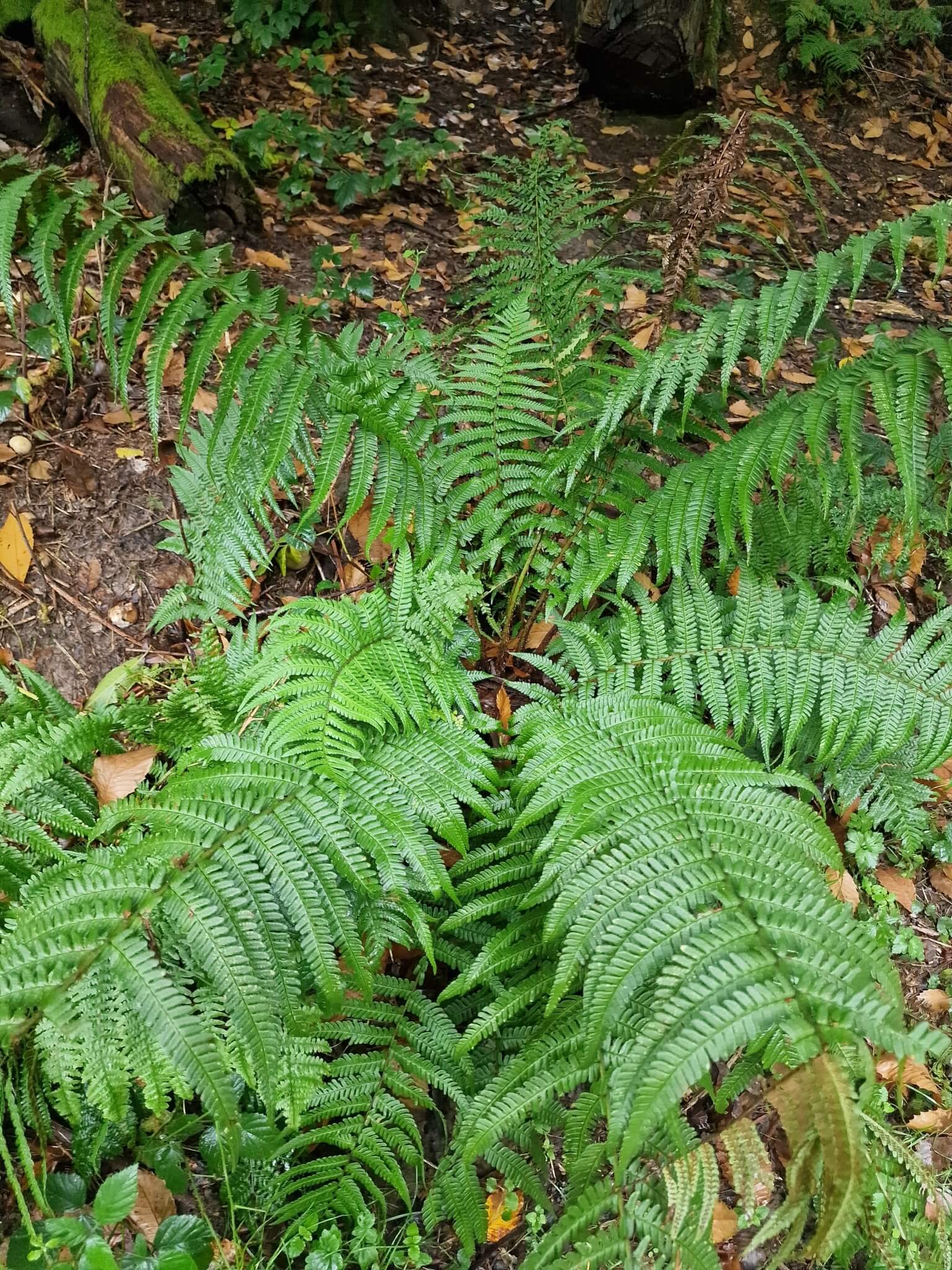 Golden Male Fern image