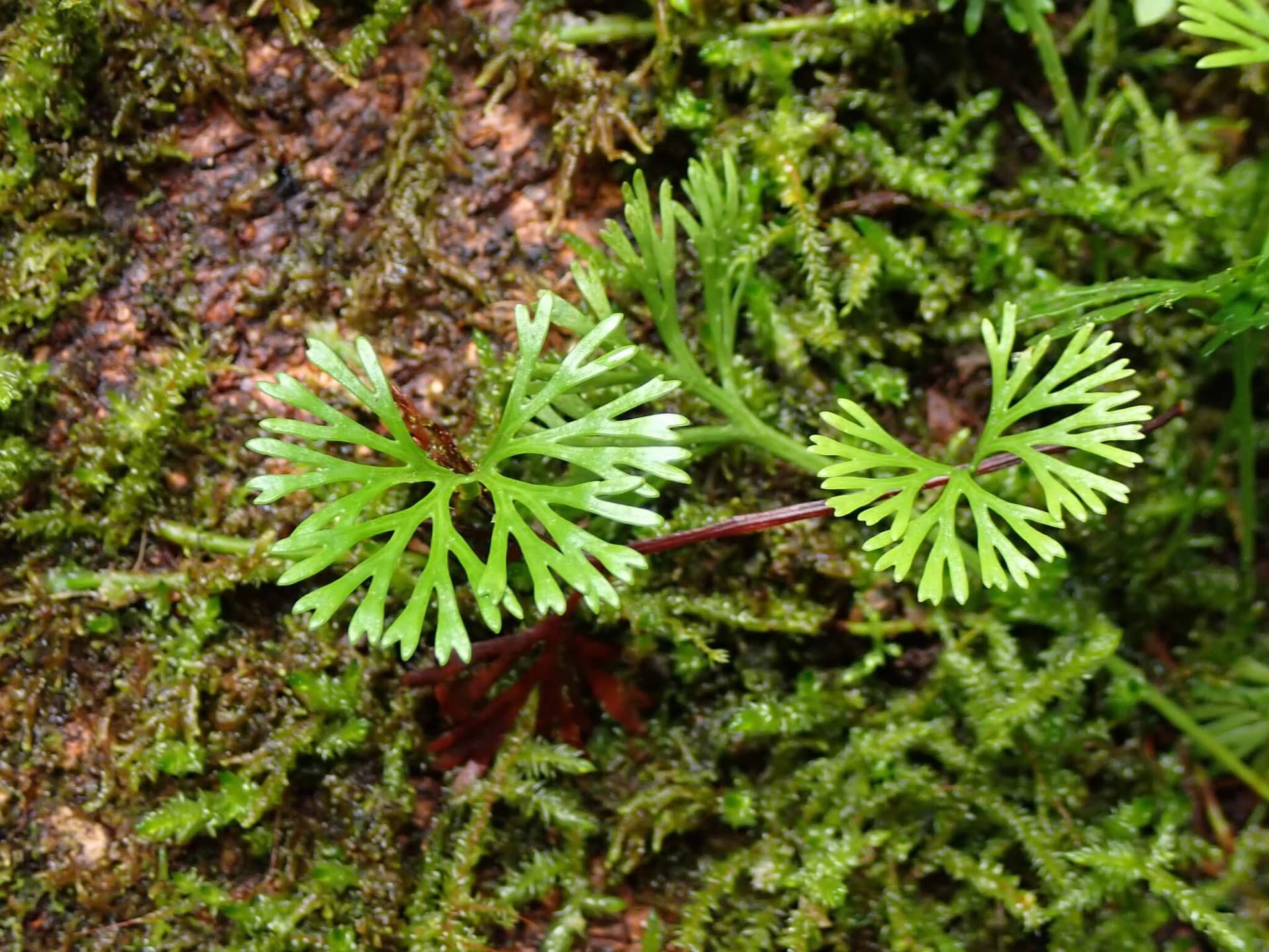 Peltate Tongue Fern image