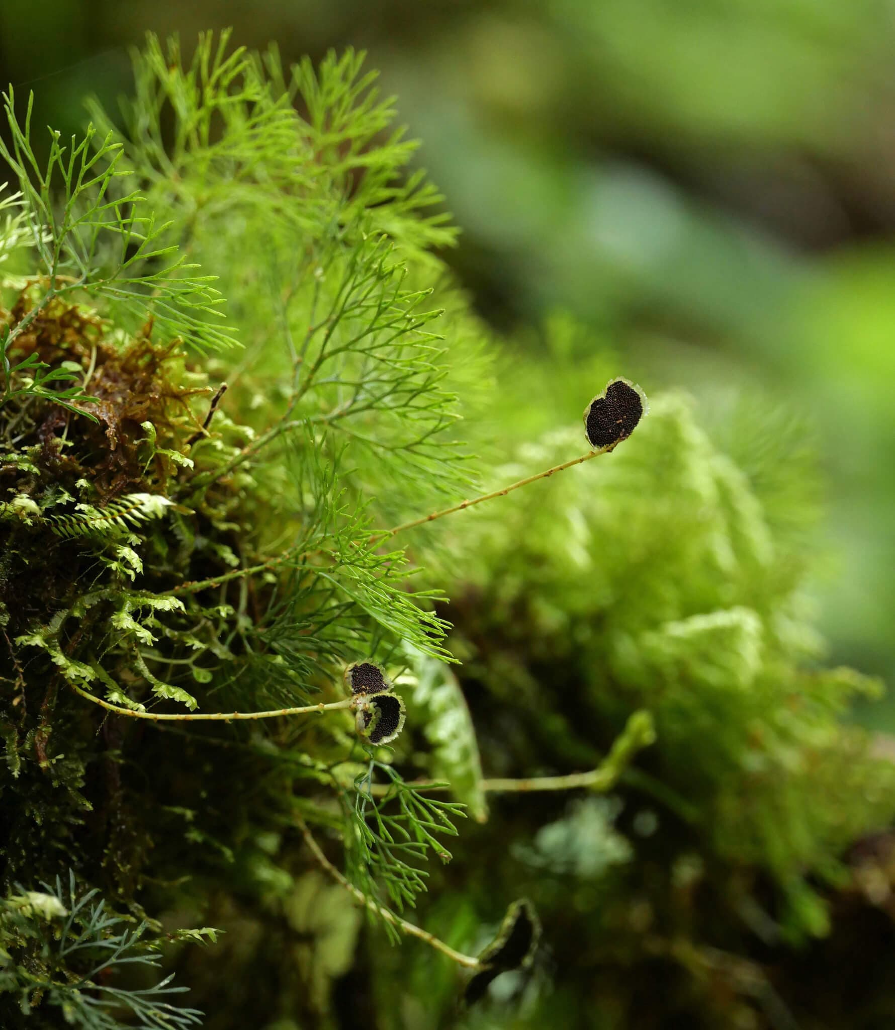 Peltate Tongue Fern image
