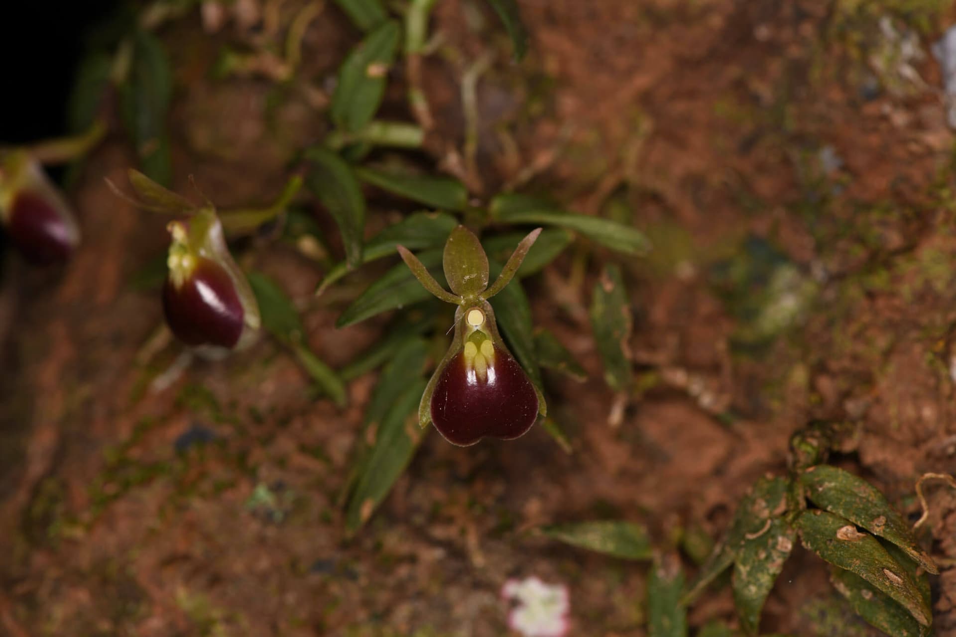 Beetle Orchid image