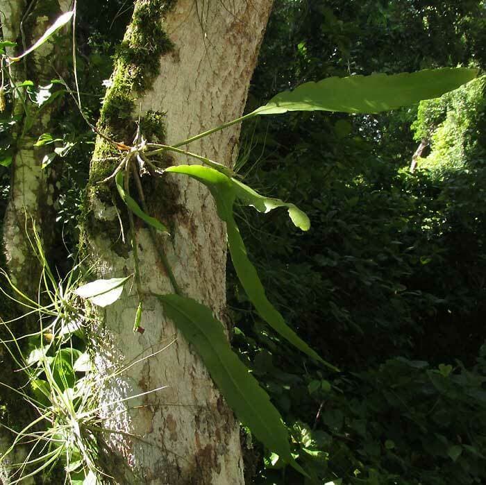 Guatemalan Orchid Cactus image