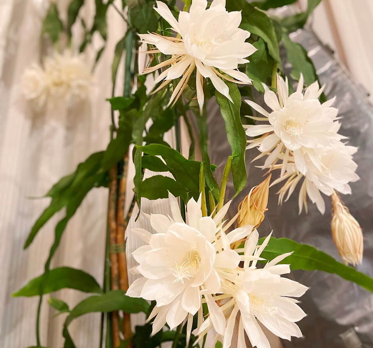 Queen of the Night image