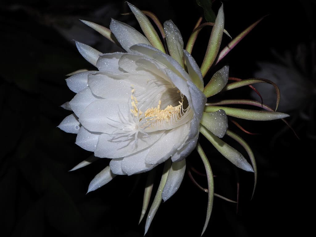 Queen of the Night image