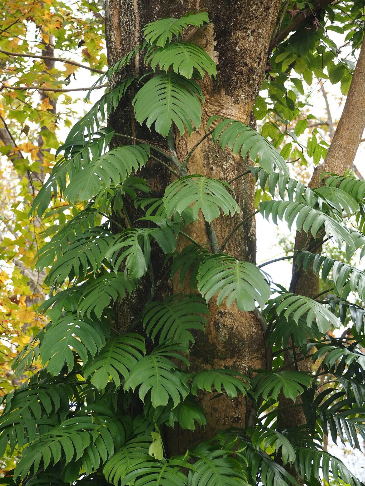 Dragon Tail Plant image