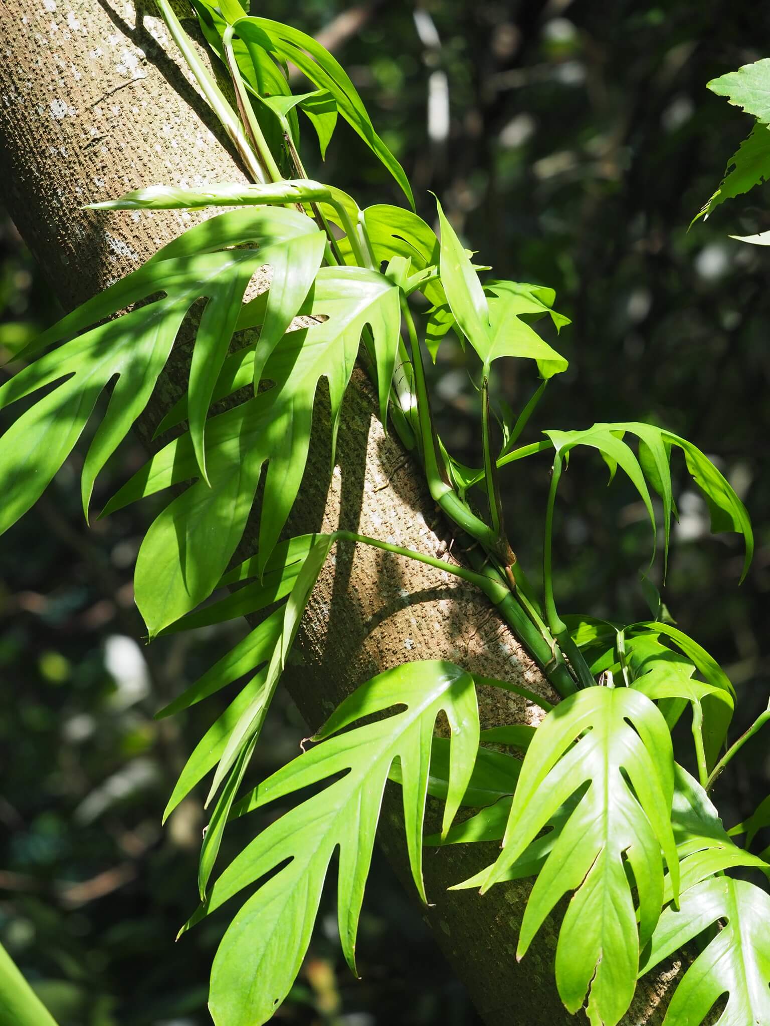 Dragon Tail Plant image