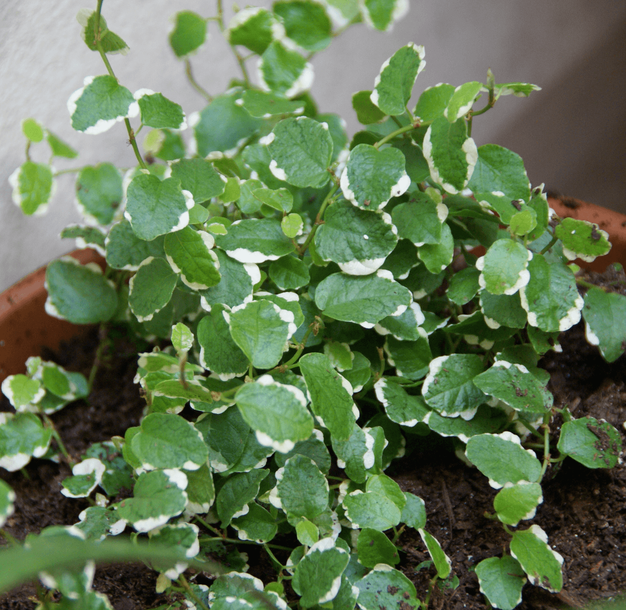 Variegated Creeping Fig image