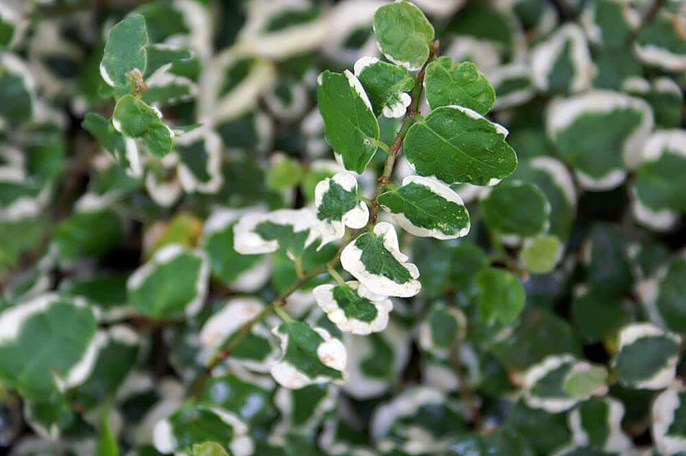 Variegated Creeping Fig image