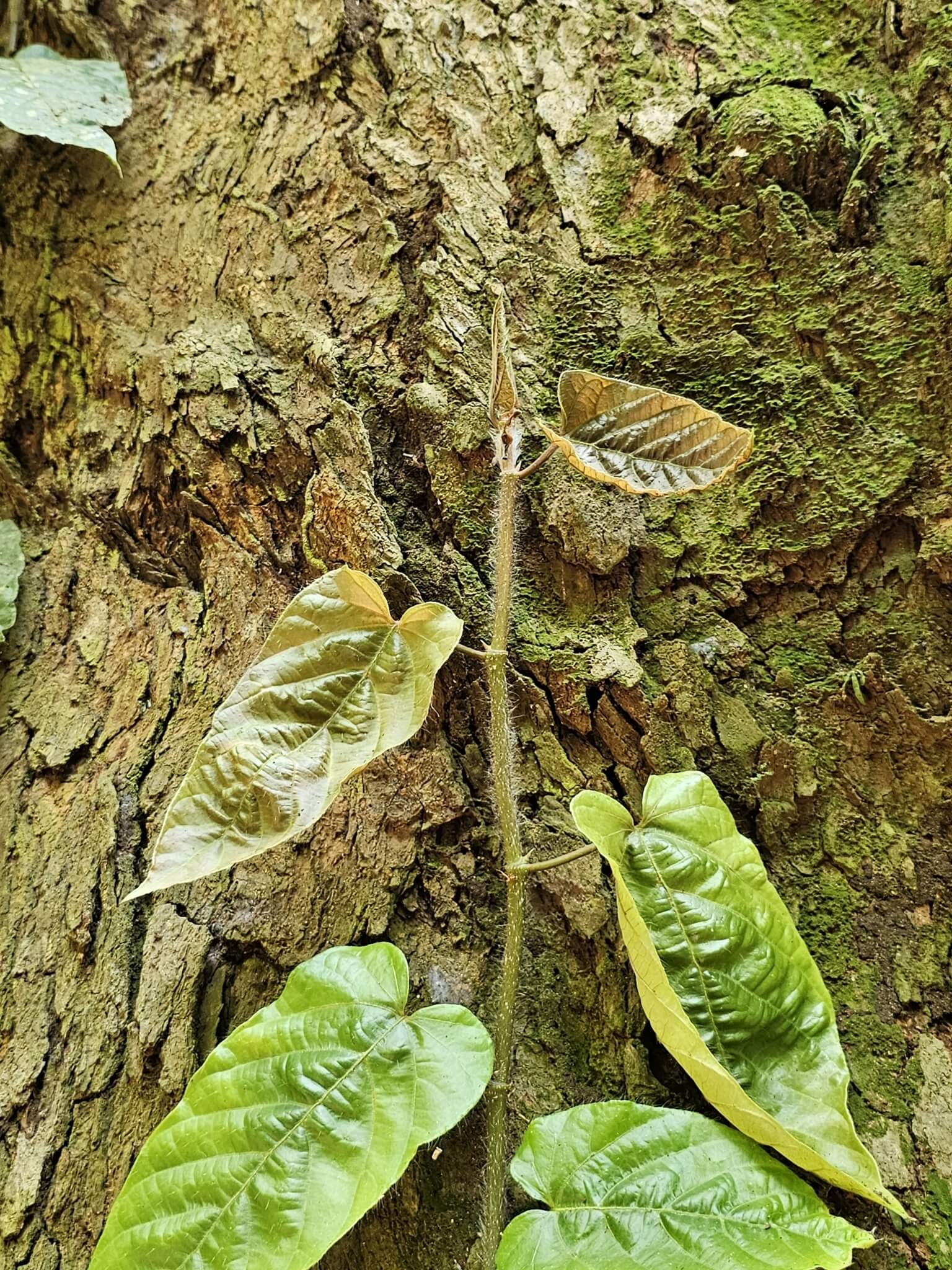 Trailing Fig image