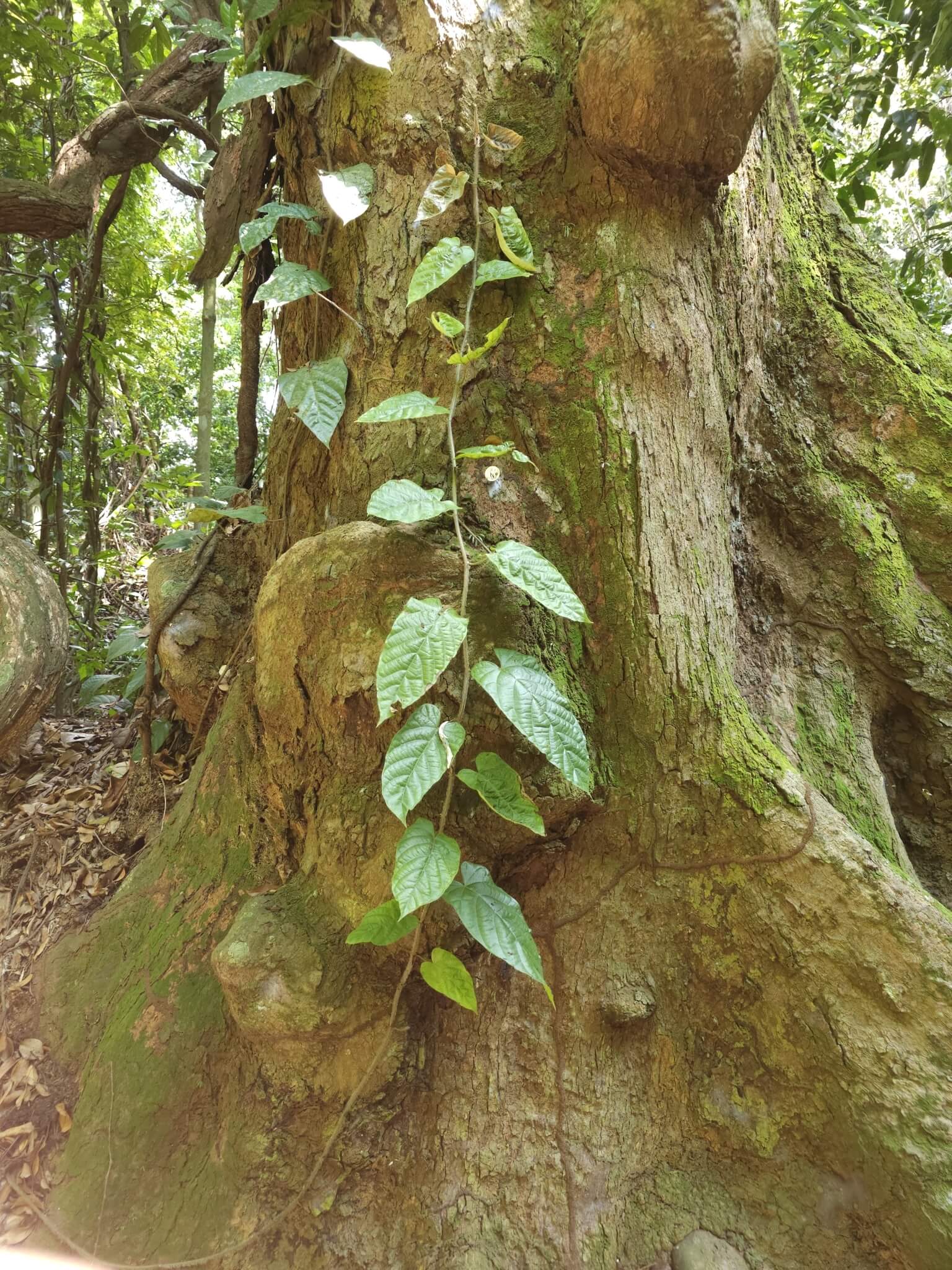Trailing Fig image