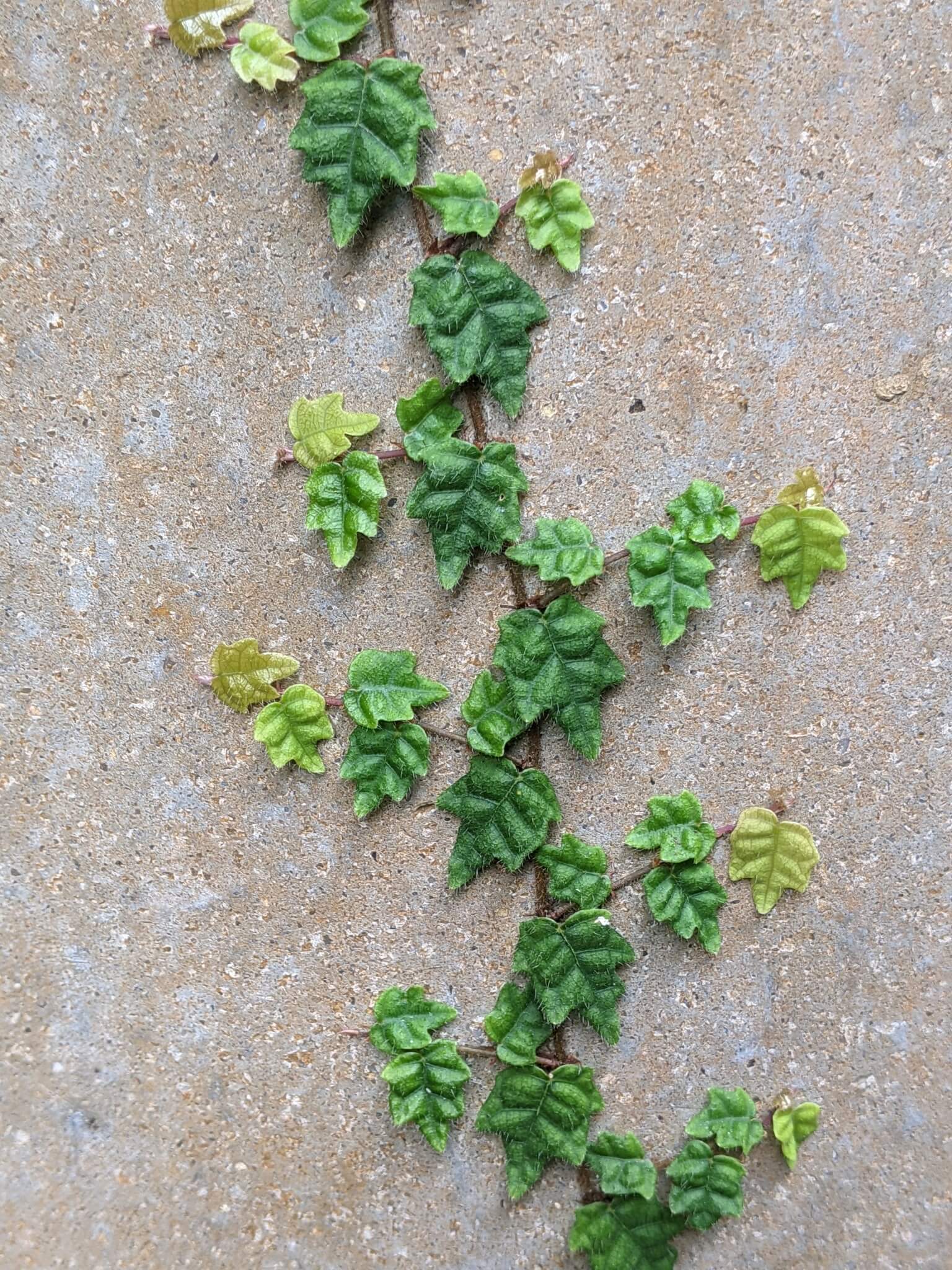 String of Frogs image