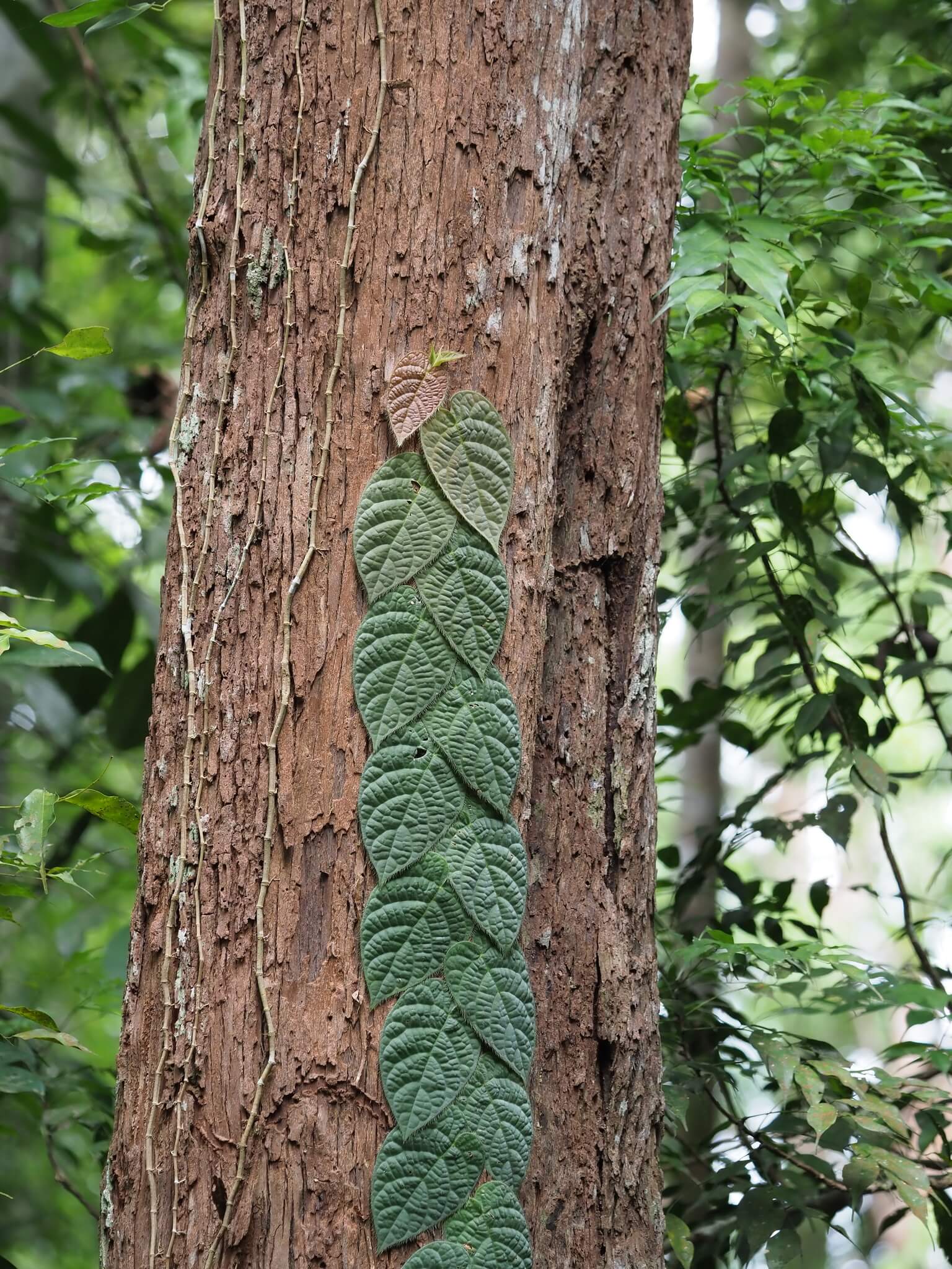 Hairy-leaf Climbing Fig image