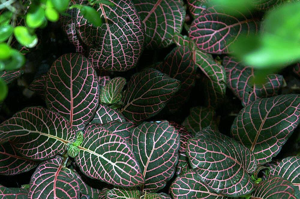 Nerve Plant image
