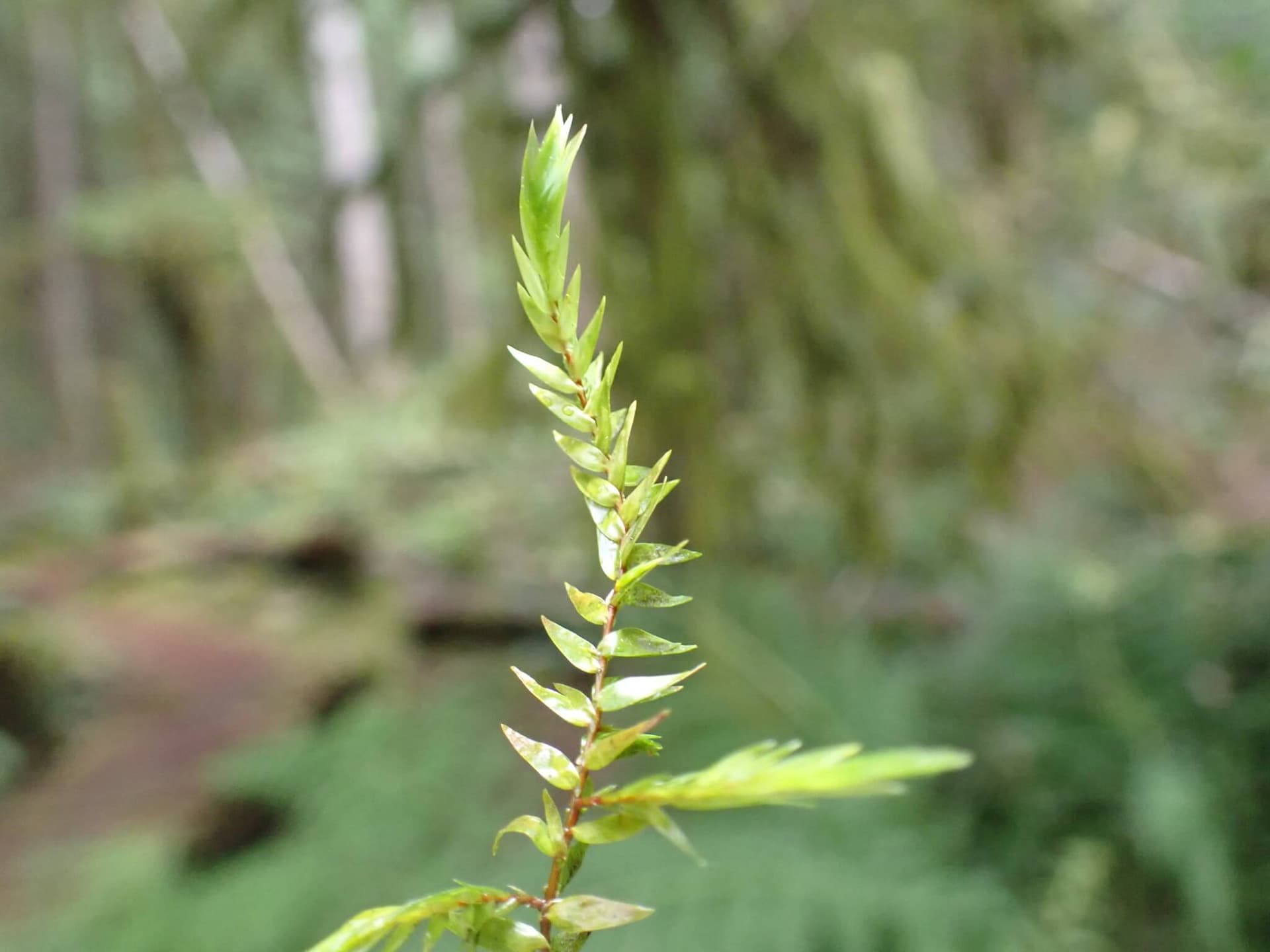 Willow Moss image