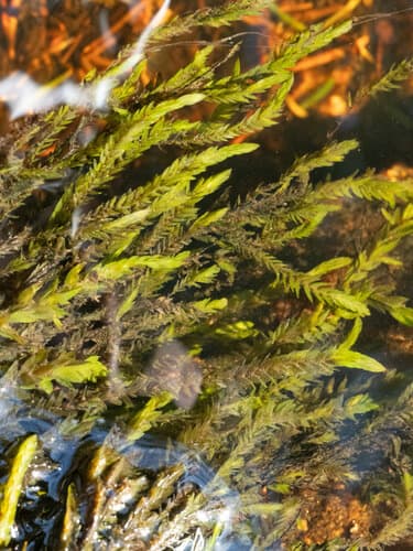 Willow Moss image