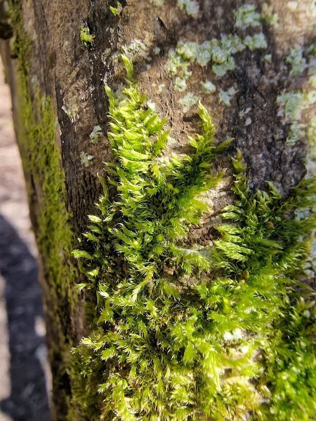 Bonfire Moss image