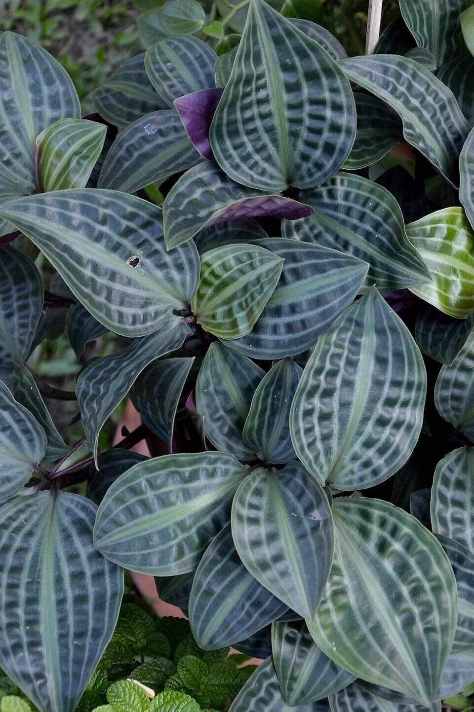 Seersucker Plant image
