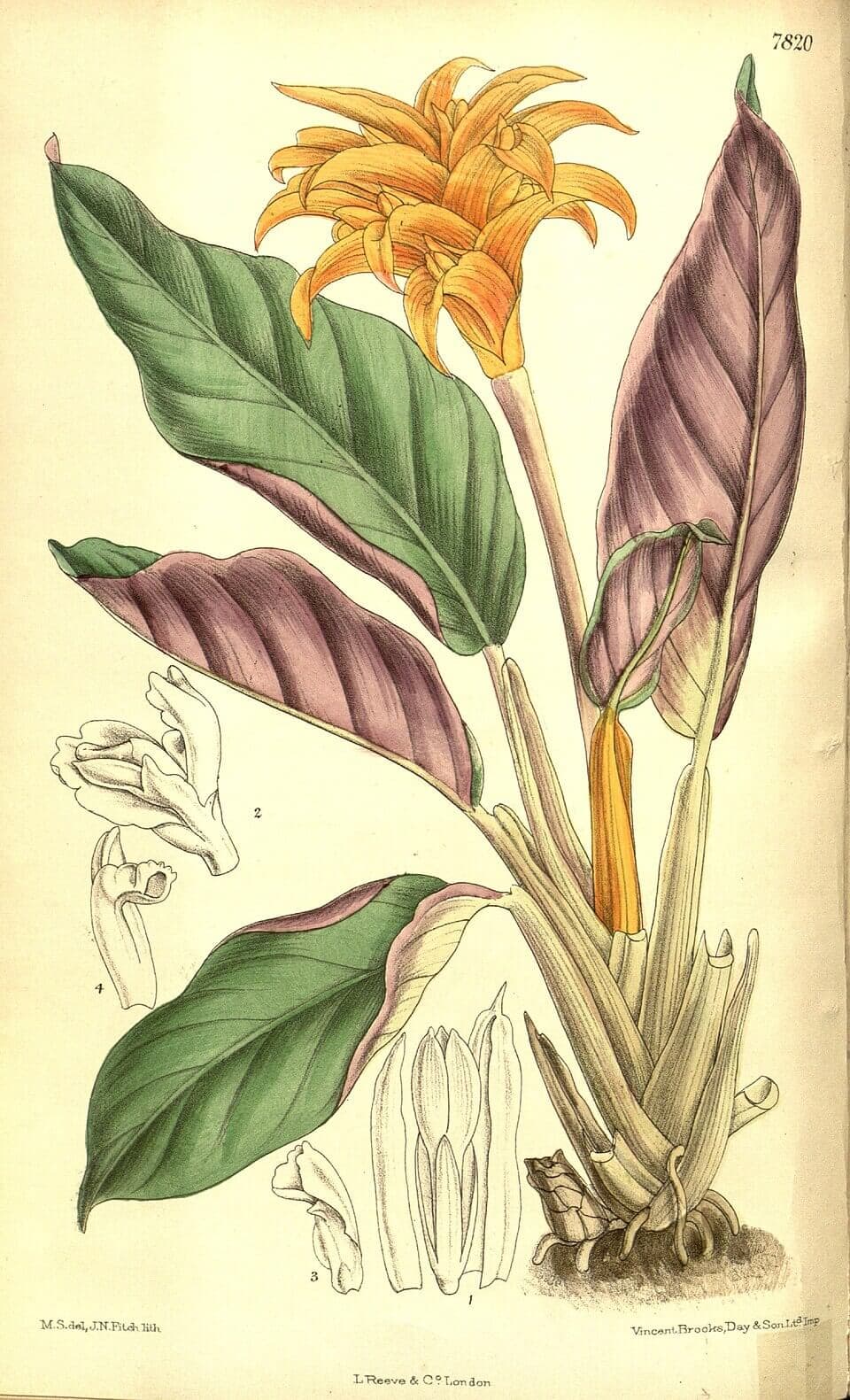 Eternal Flame Plant image