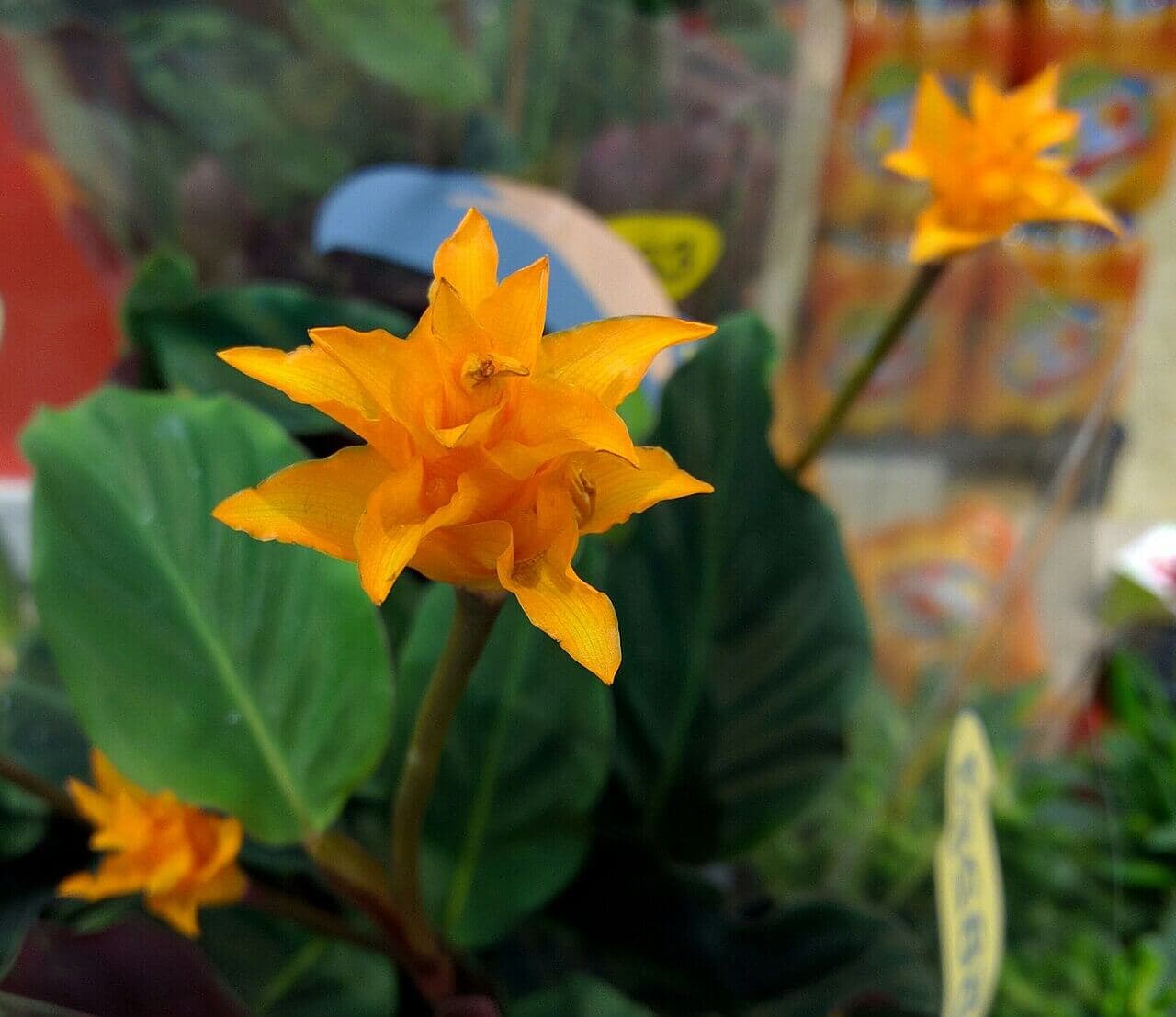 Eternal Flame Plant image