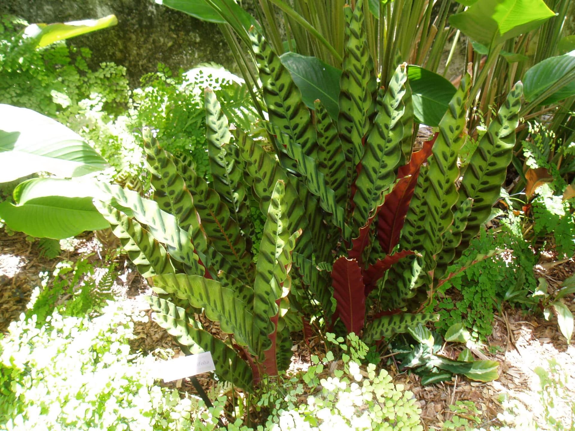 Rattlesnake Plant image