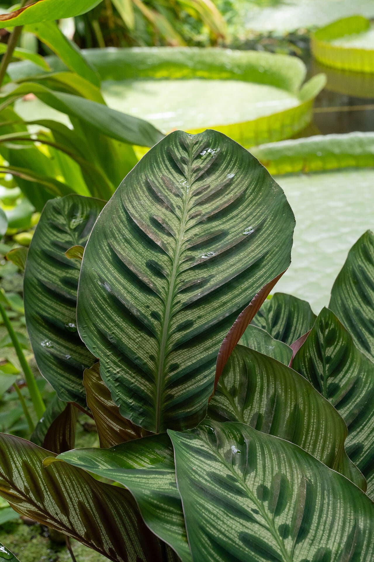 Peacock Plant image