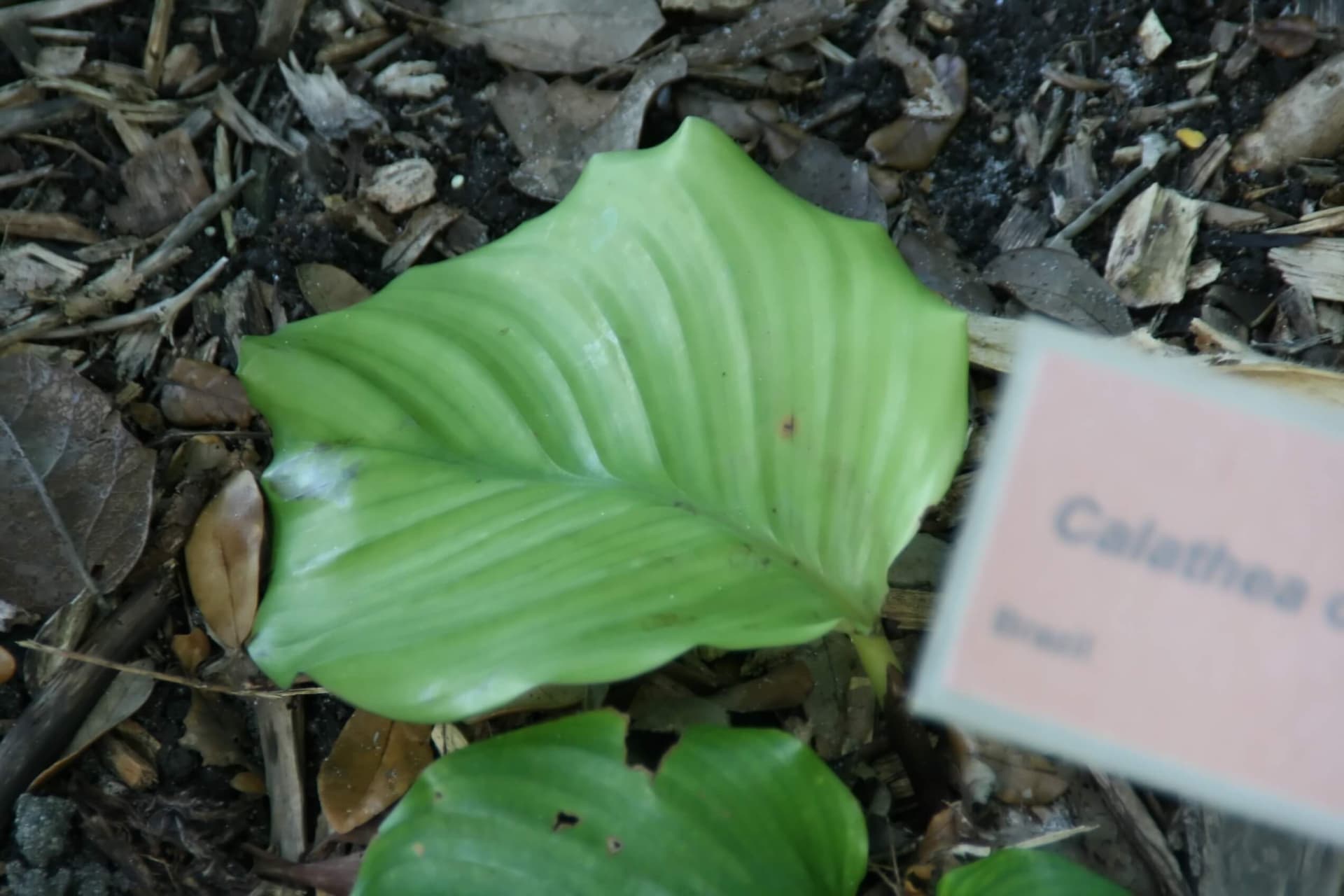 Calathea Orbifolia image